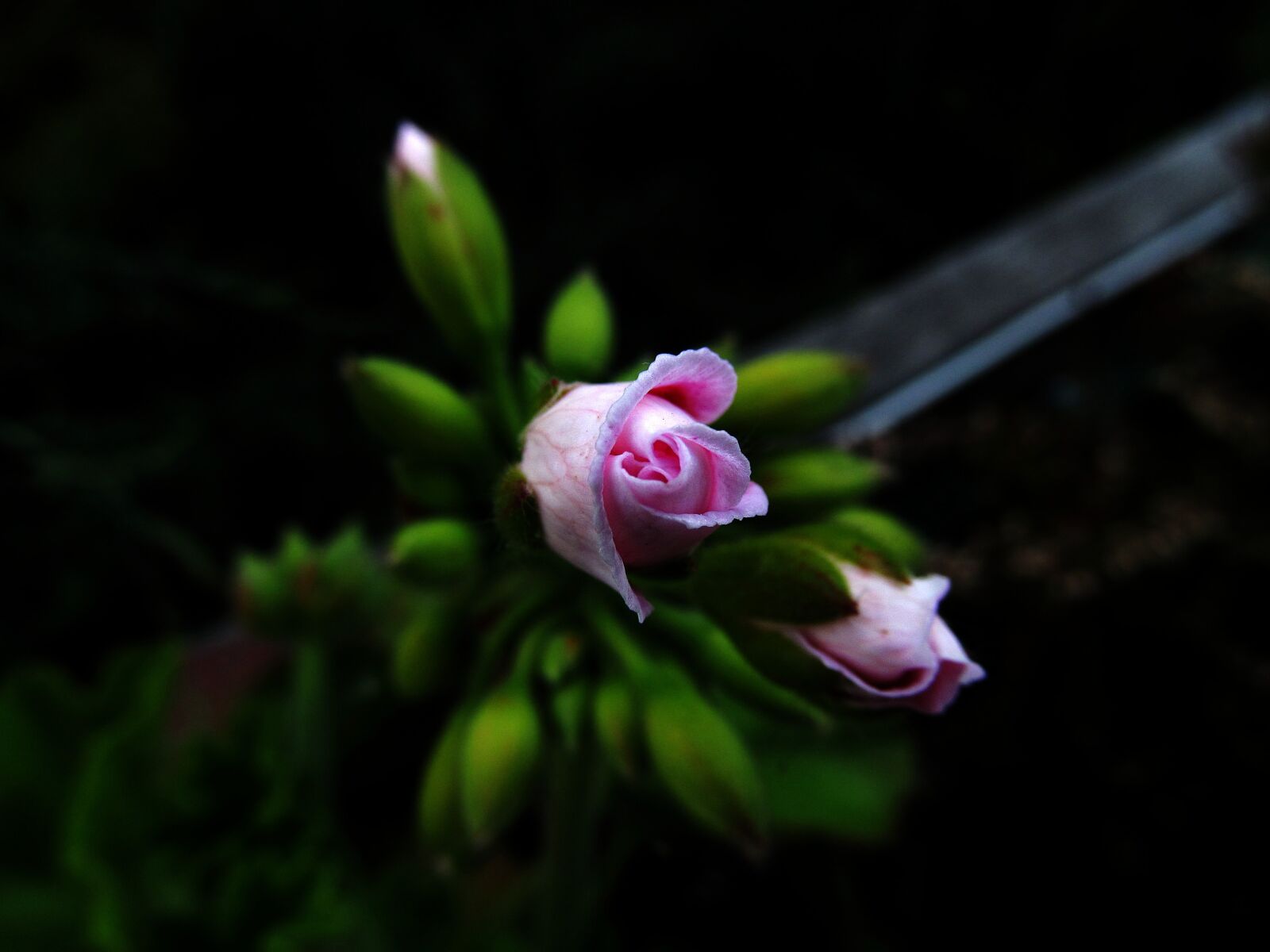 Canon PowerShot SX150 IS sample photo. Blossom, bloom, macro photography