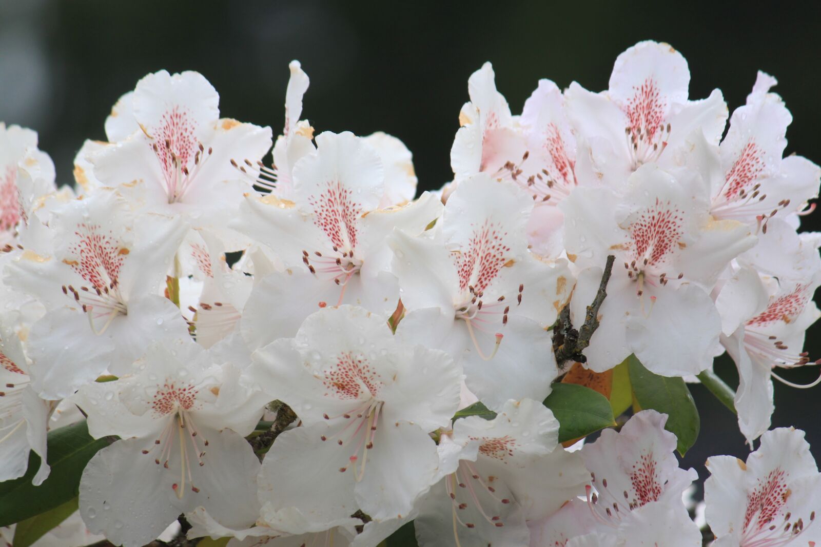 Canon EOS 500D (EOS Rebel T1i / EOS Kiss X3) sample photo. Flower, flora, nature photography