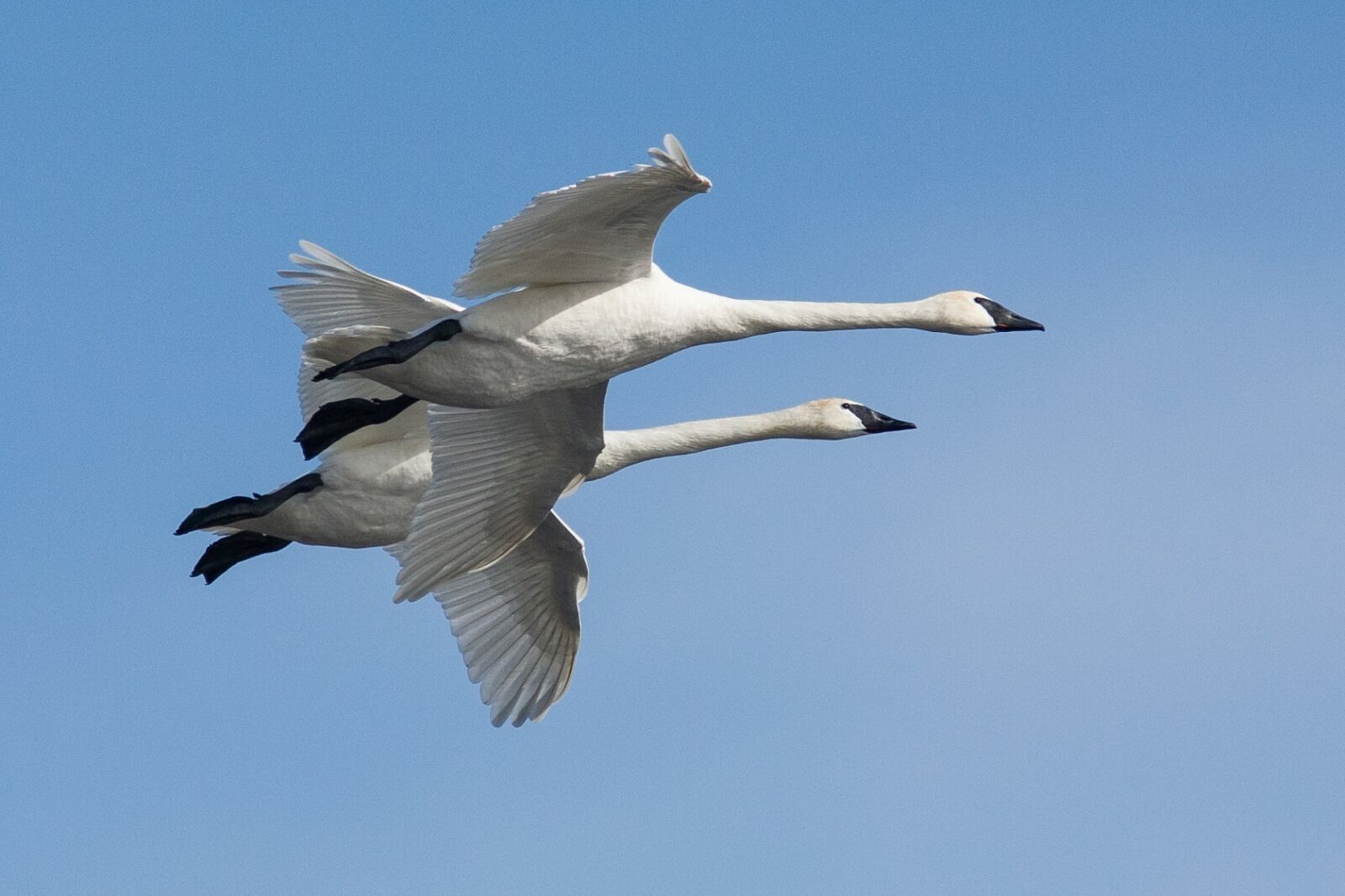EF300mm f/4L USM +1.4x sample photo. Trumpeter swans, flying, birds photography