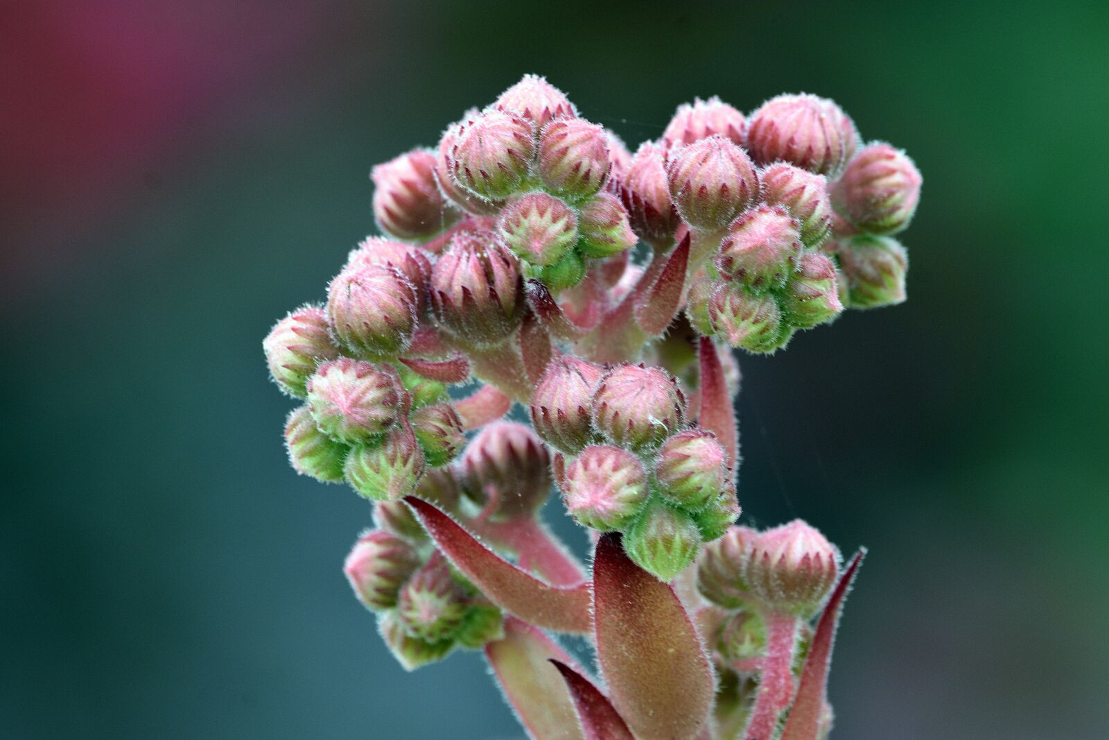 Nikon D3400 sample photo. Cactus, male, flower photography