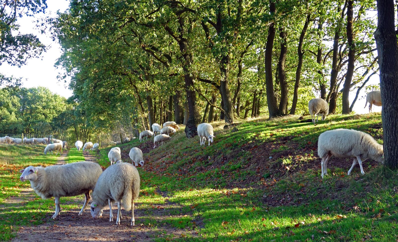 Sony Cyber-shot DSC-RX10 III sample photo. Sheep, heather s, nature photography