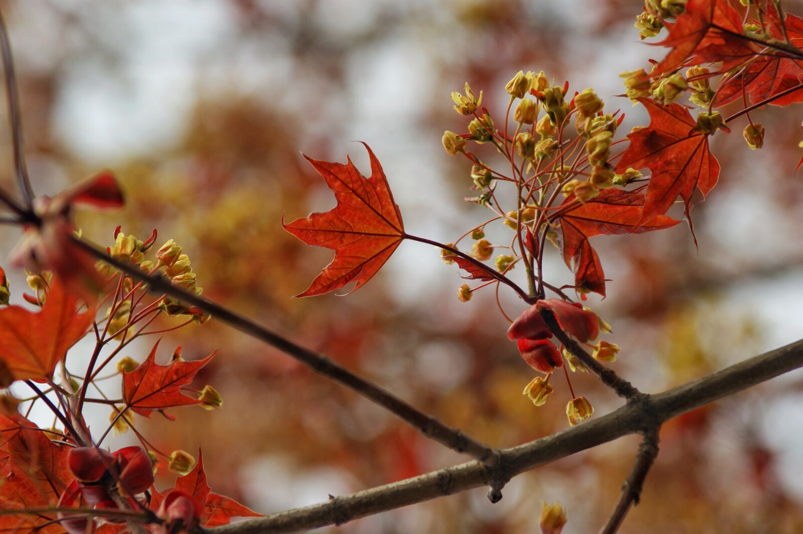 Sony Alpha DSLR-A350 sample photo. Tags separated by comma photography
