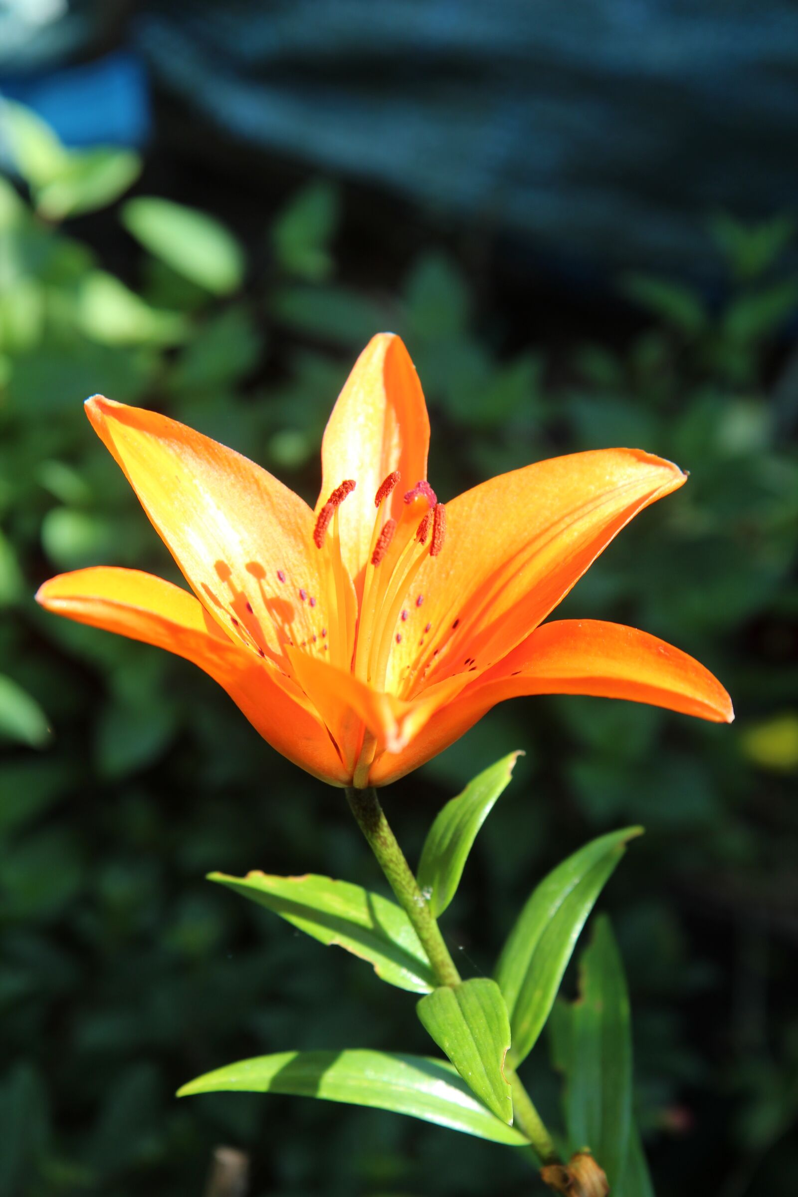 Canon EOS 600D (Rebel EOS T3i / EOS Kiss X5) sample photo. Lys, lily orange, orange photography