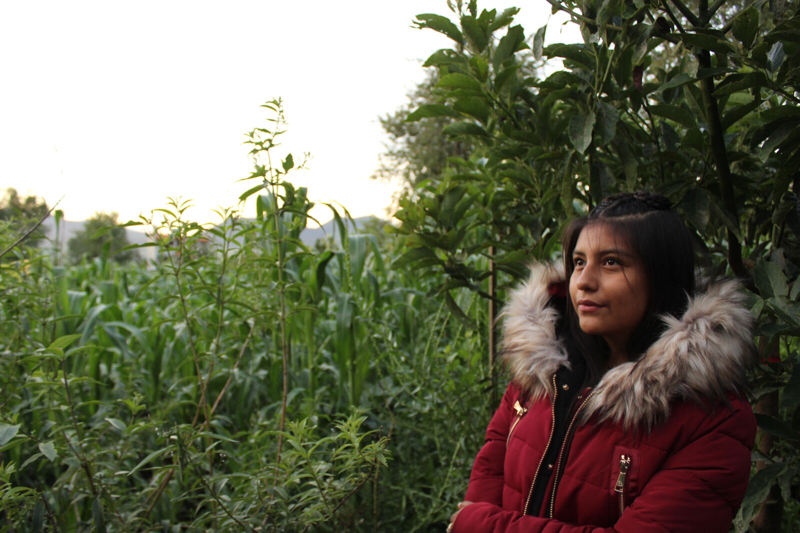 Canon EOS 1300D (EOS Rebel T6 / EOS Kiss X80) sample photo. Corn, rural, brunette photography