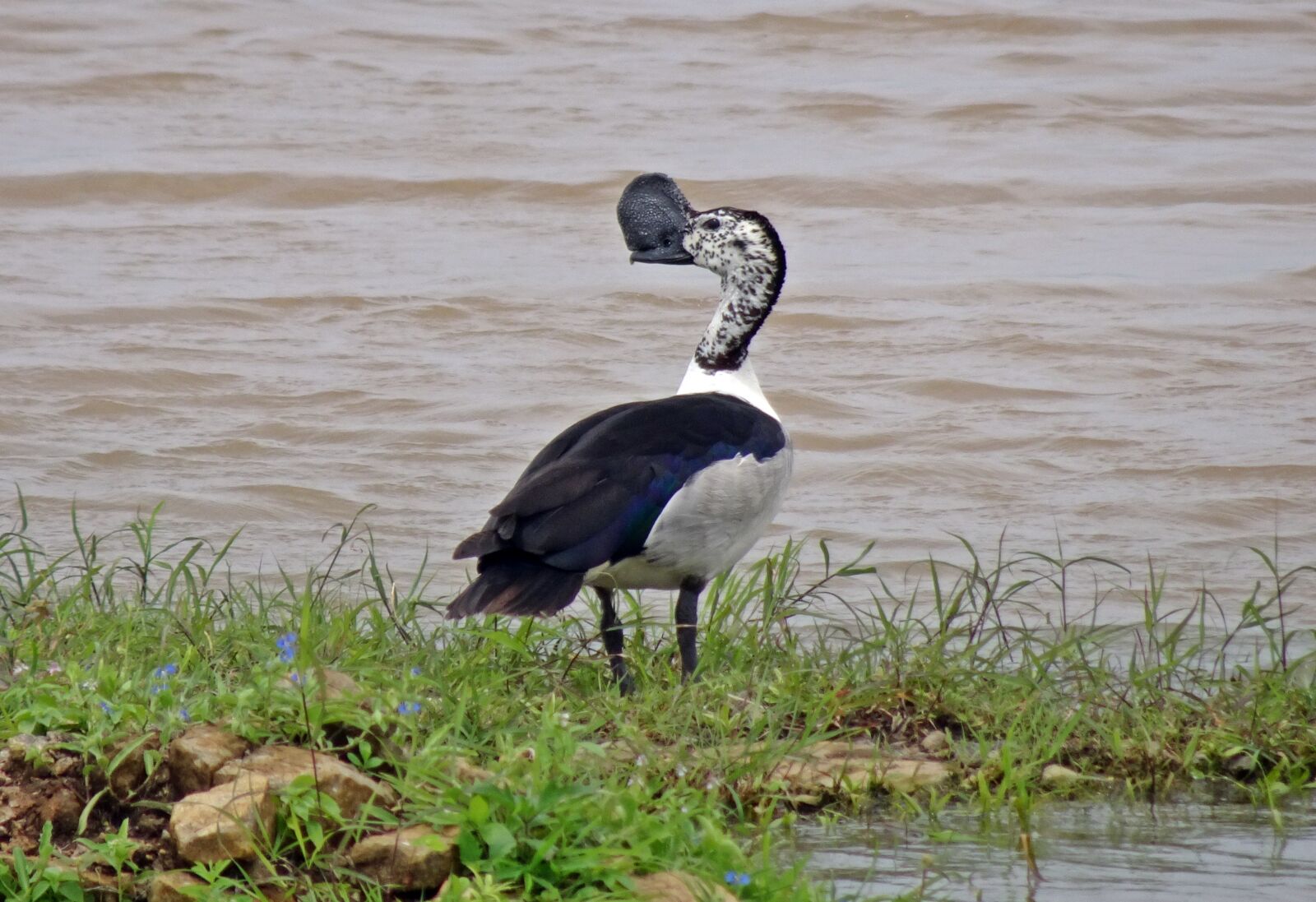 Sony Cyber-shot DSC-HX90V sample photo. Duck, bird, knob-billed duck photography