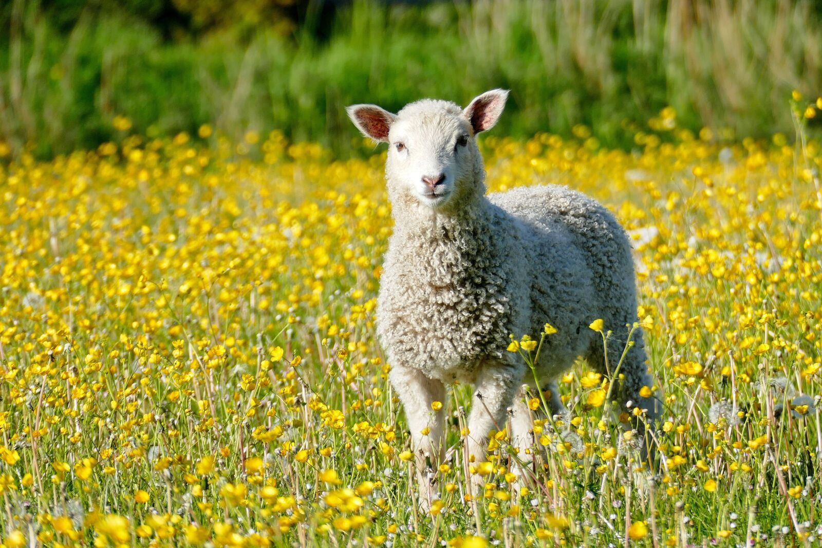 Panasonic Lumix DMC-FZ1000 sample photo. Lamb, sheep, meadow photography