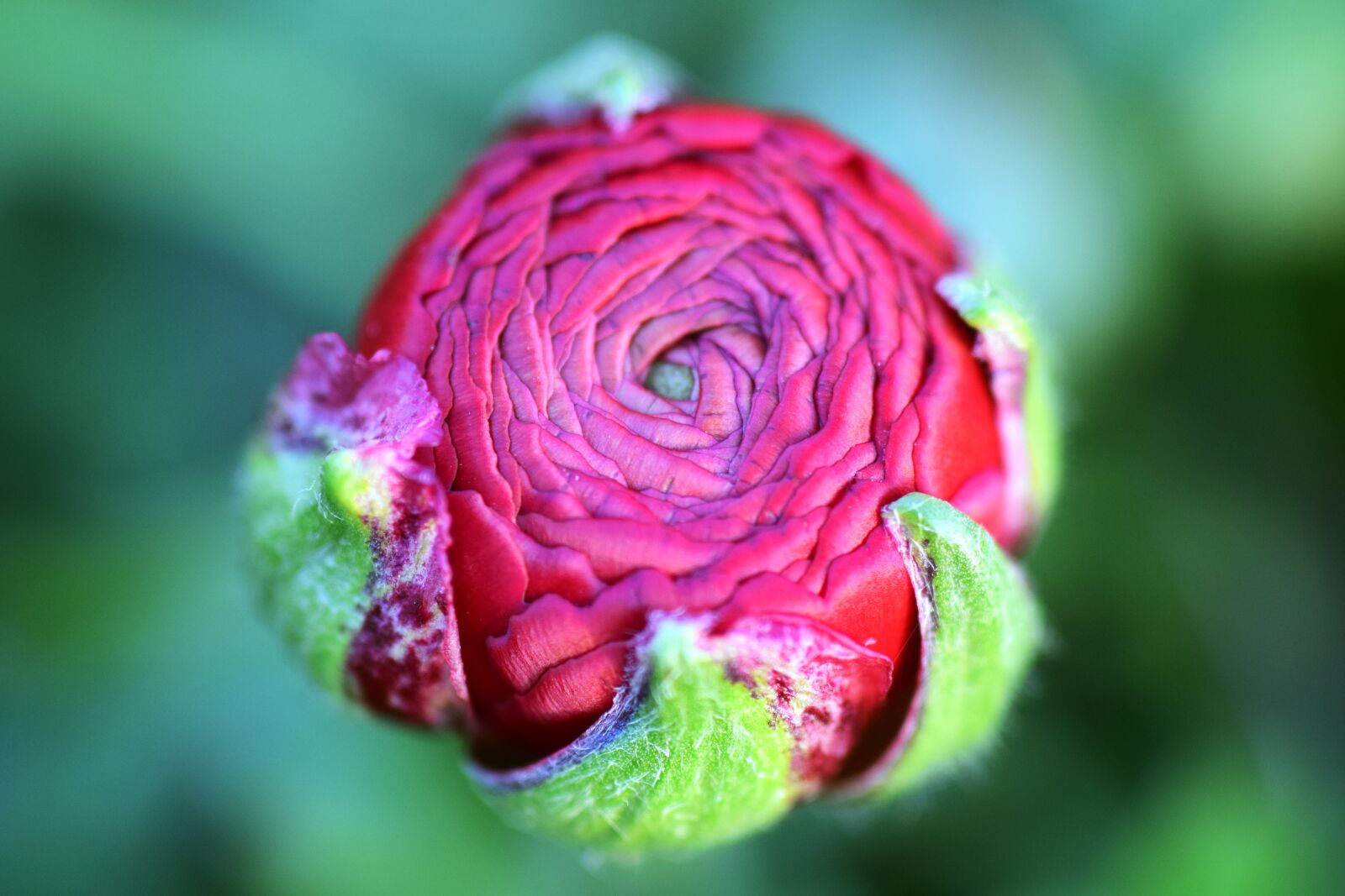 Nikon D3300 sample photo. Ranunculus, aisatischer buttercup, ranunculus photography
