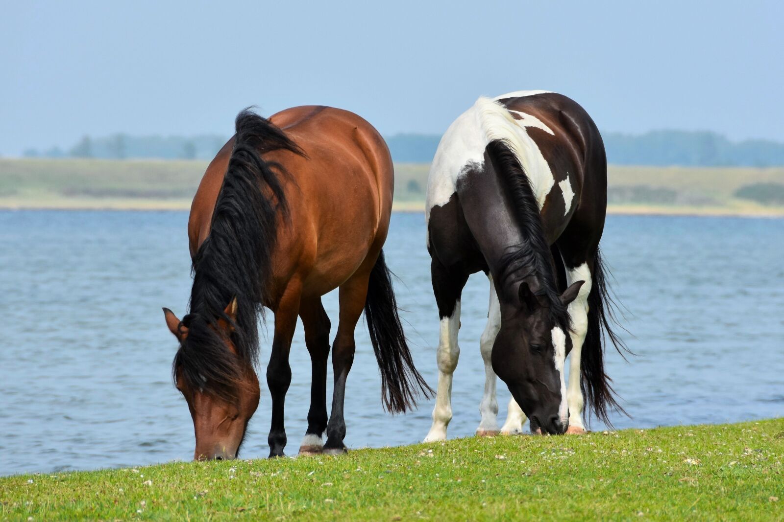 Nikon D7200 sample photo. Horses, browser, pasture photography