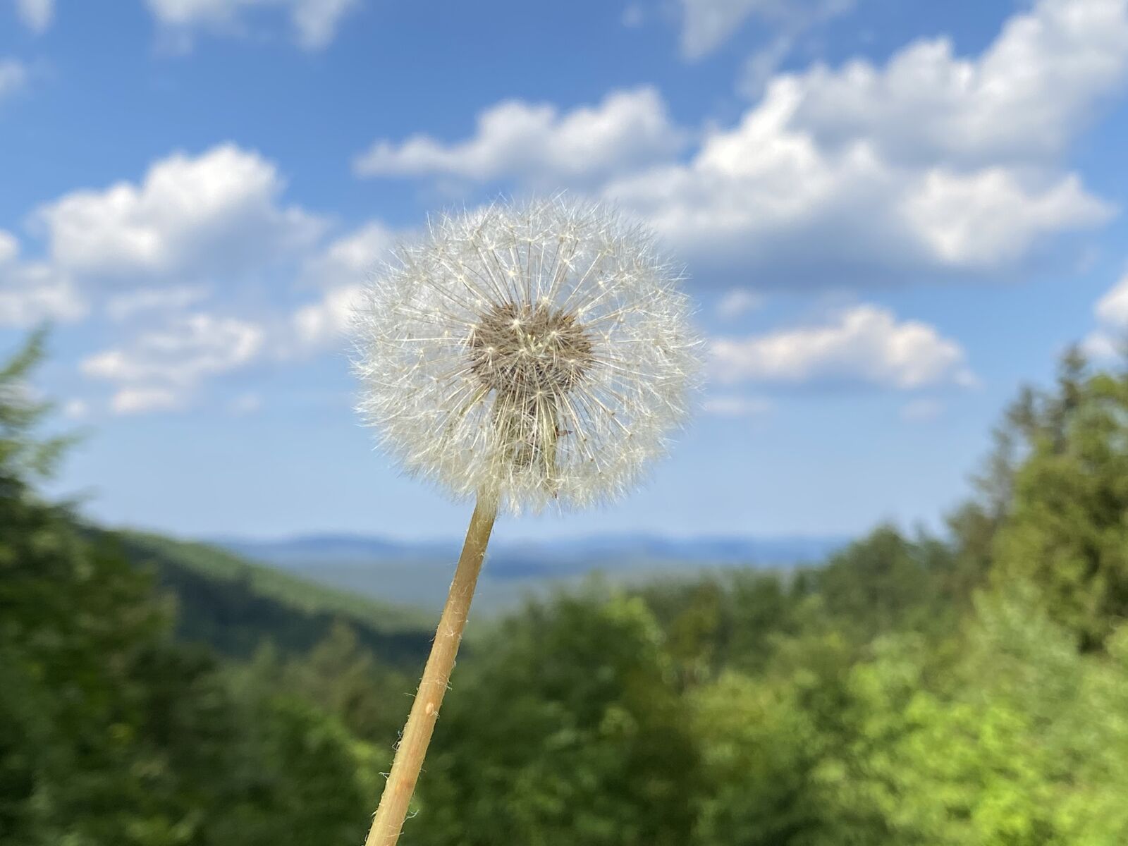 iPhone 11 Pro Max back triple camera 4.25mm f/1.8 sample photo. Dandelion, sky, forest photography