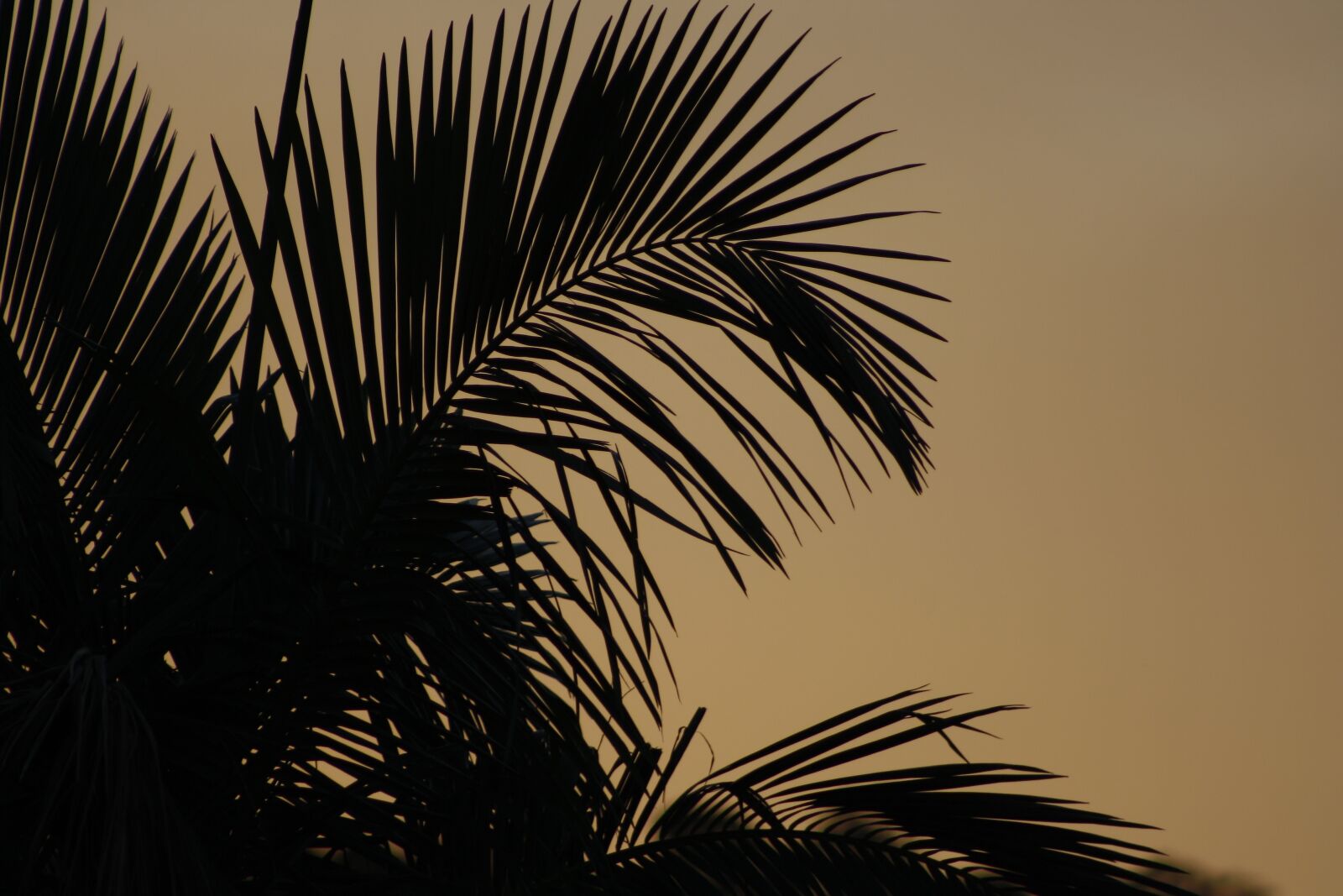 Canon EOS 1000D (EOS Digital Rebel XS / EOS Kiss F) sample photo. Leaves, silhouette, leaf photography