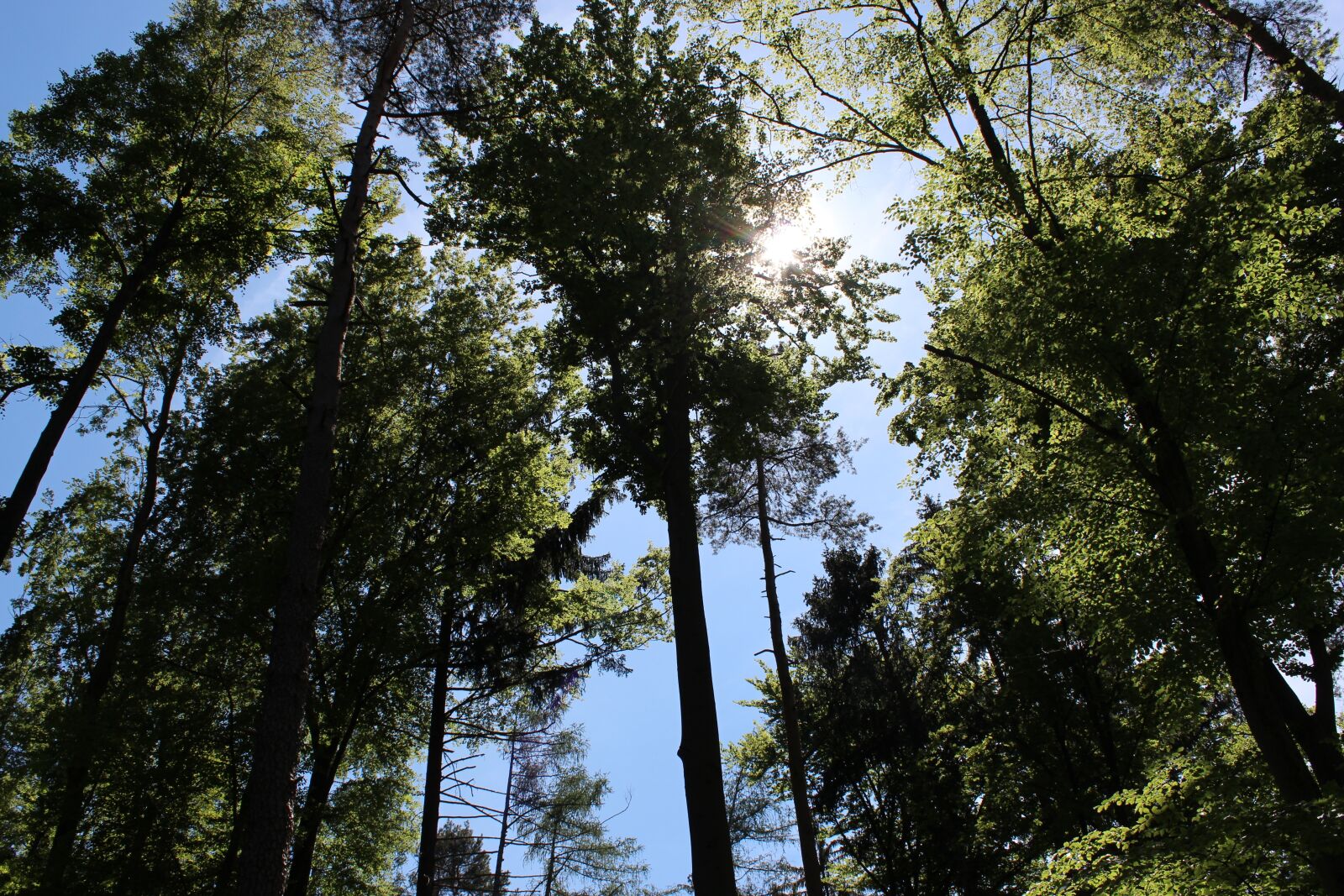 Canon EOS 650D (EOS Rebel T4i / EOS Kiss X6i) sample photo. Nature, forest, trees photography