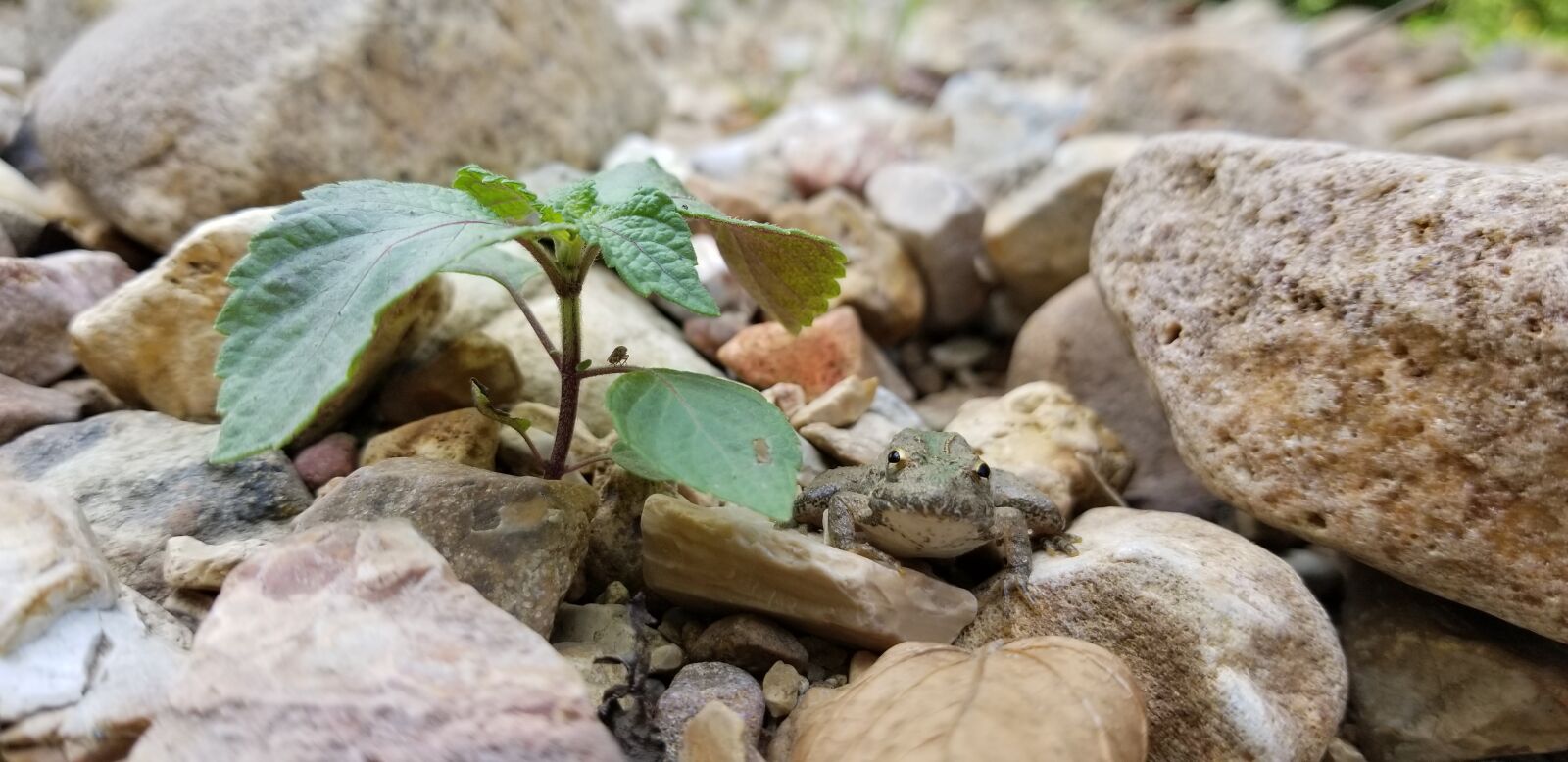 Samsung Galaxy S8 sample photo. Frog, plant, nature photography