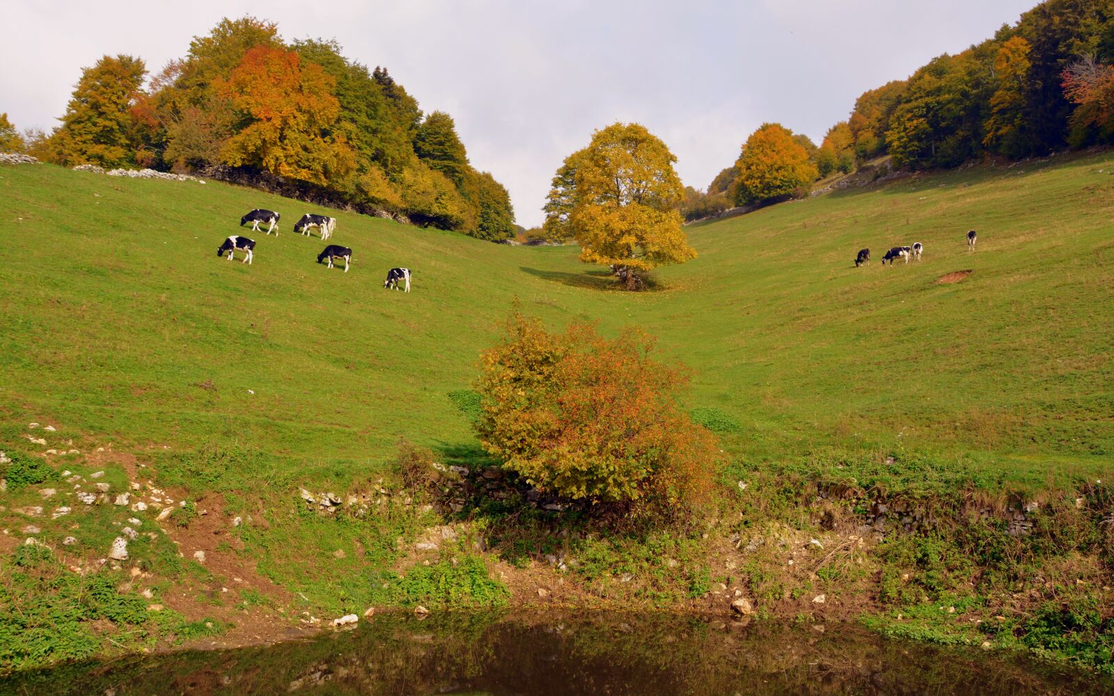 Nikon D7100 sample photo. Pasture, prato, pond photography