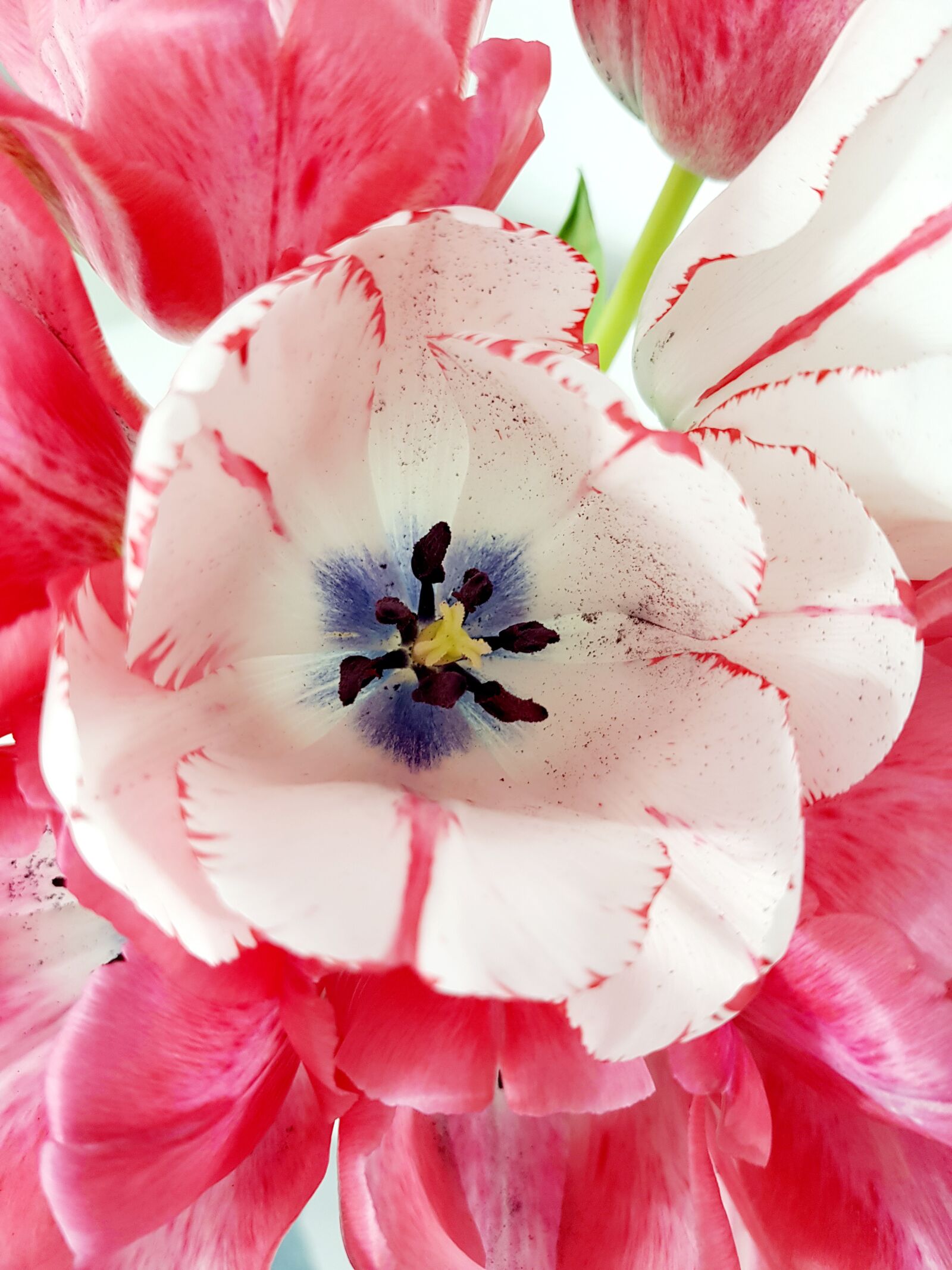 Samsung Galaxy S8 sample photo. Tulip, plant, blossom photography
