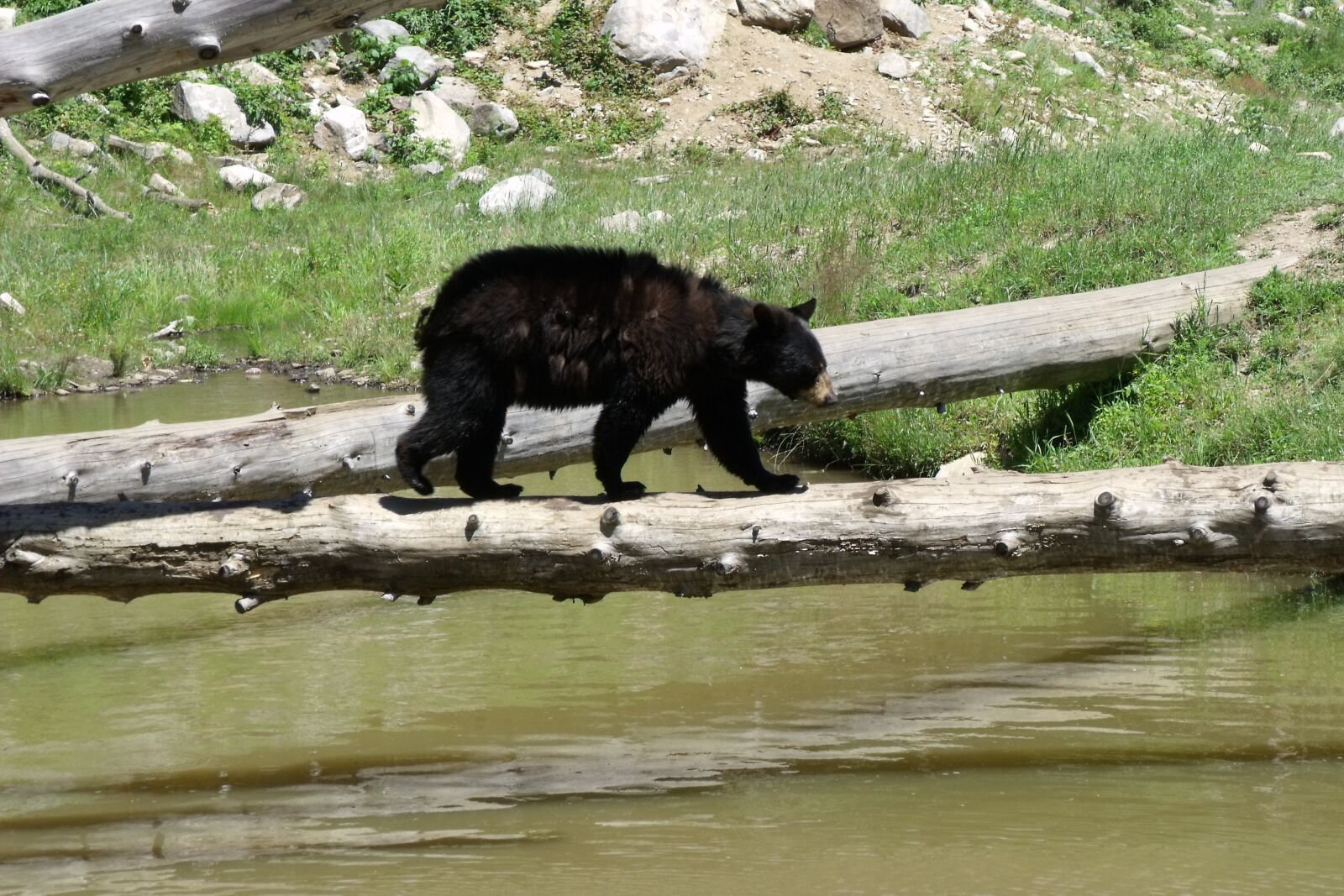 Fujifilm FinePix S1500 sample photo. Bear cub, river, bear photography