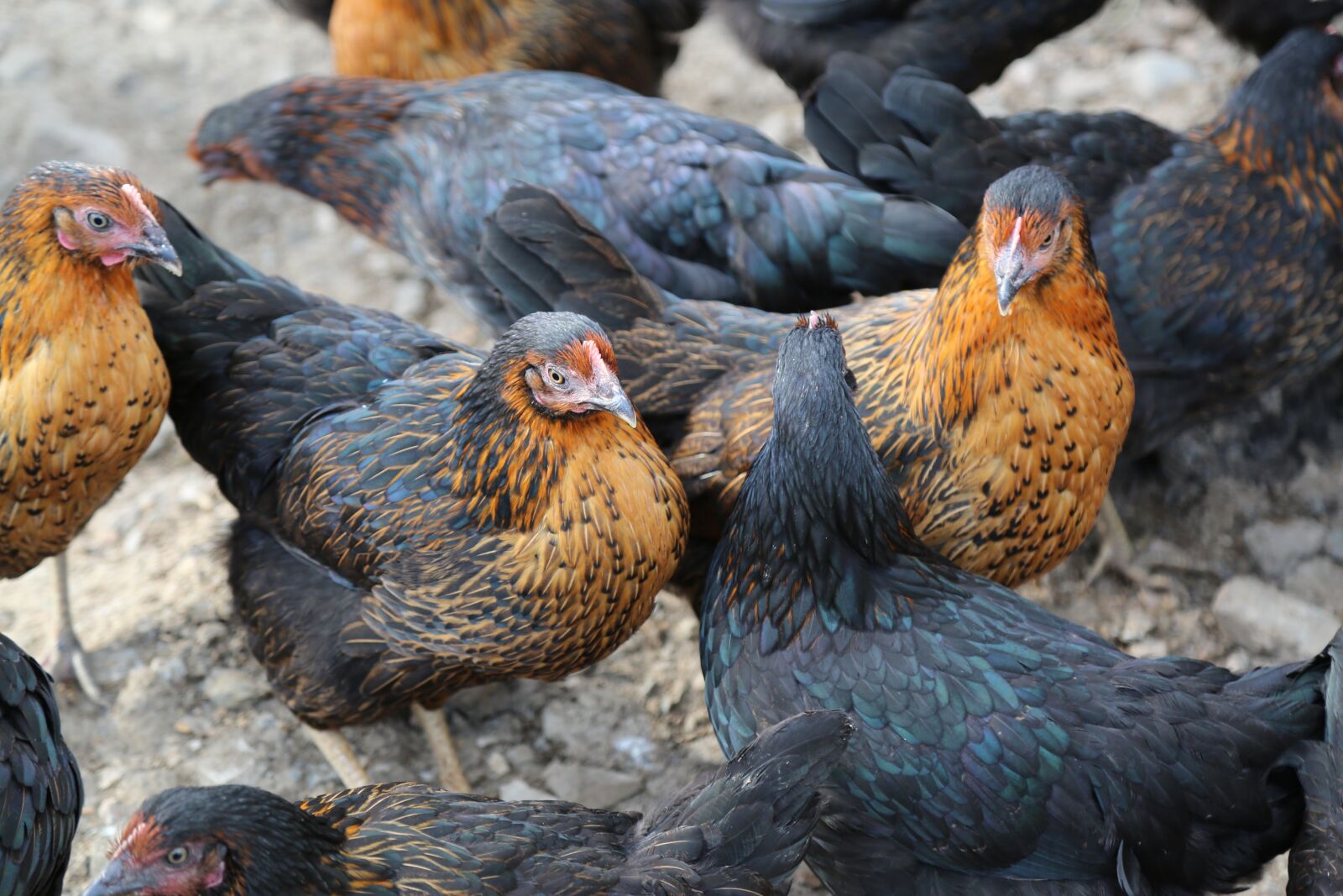 Canon EF 24-105mm F4L IS USM sample photo. Chicken, winged, animal photography