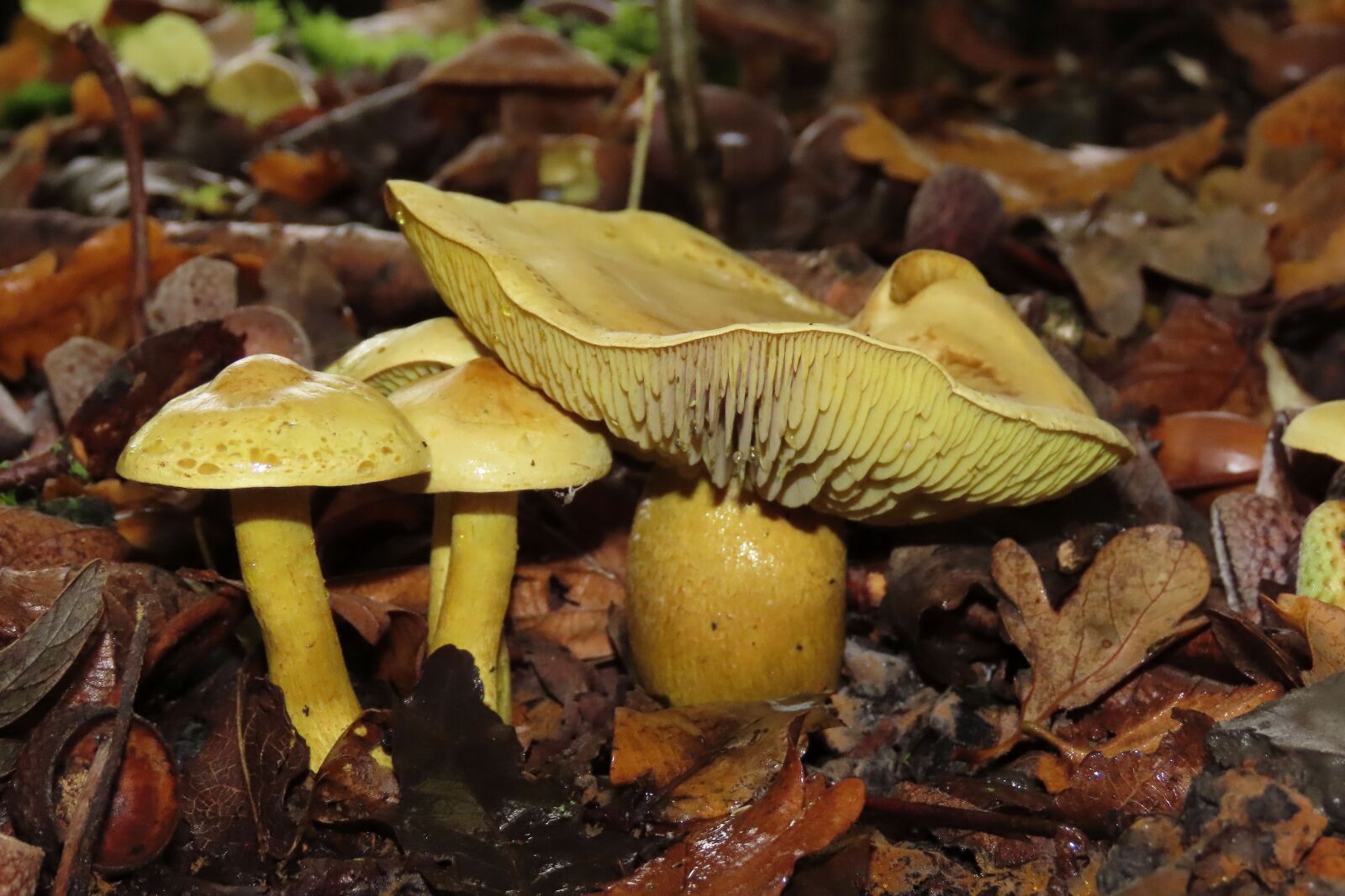 Canon PowerShot SX70 HS sample photo. Fungi, forrest, nature photography
