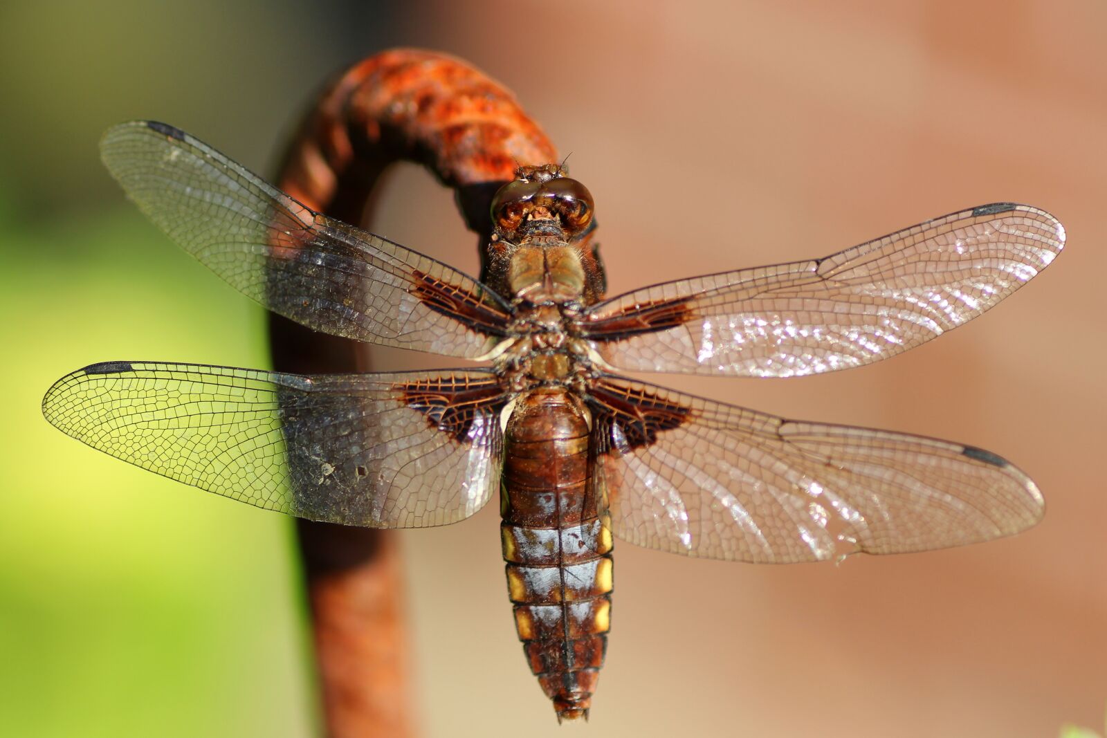 Tamron SP 90mm F2.8 Di VC USD 1:1 Macro sample photo. Dragonfly, flat belly dragonfly photography