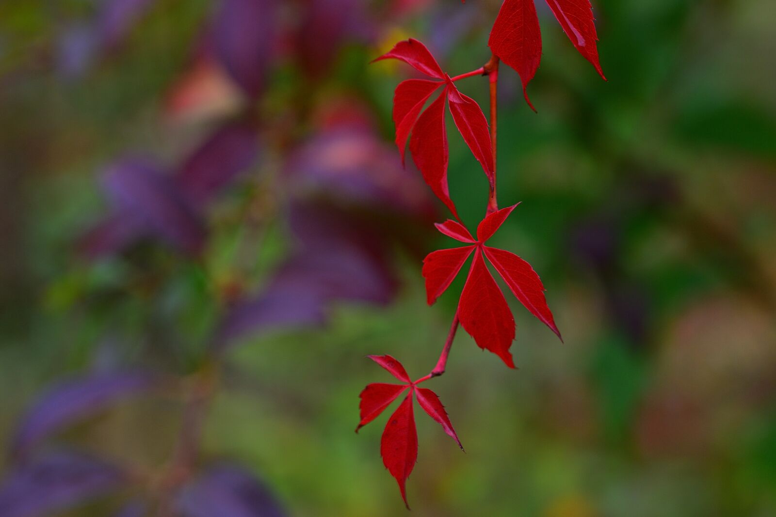 Nikon D5200 sample photo. Autumn, nature, wine partner photography