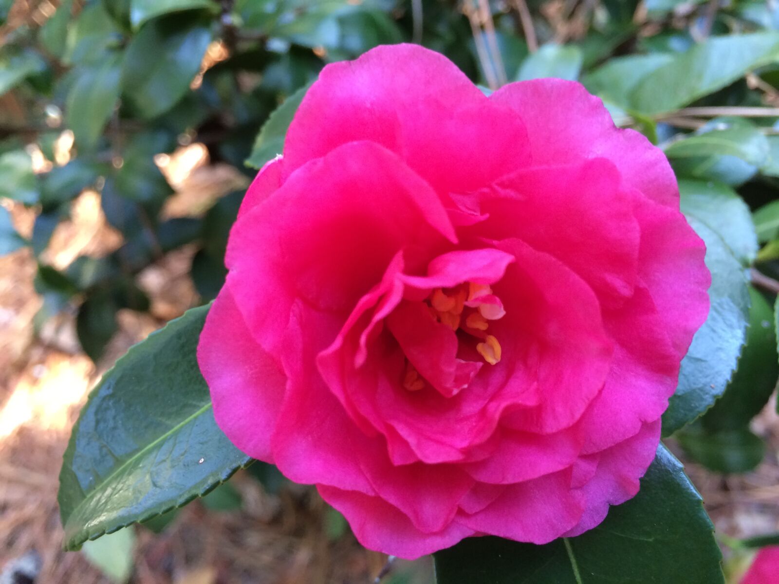 iPhone 5s back camera 4.15mm f/2.2 sample photo. Camellia, sasanqua, flower flowers photography