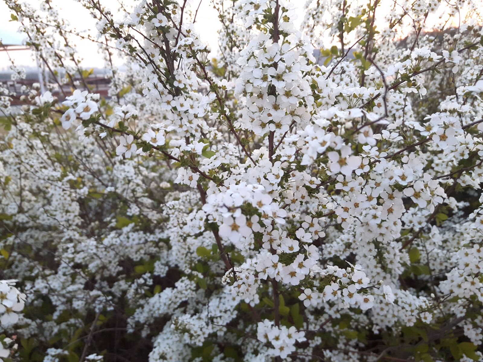 Samsung Galaxy A8 sample photo. Meadowsweet trees, flowers, spring photography