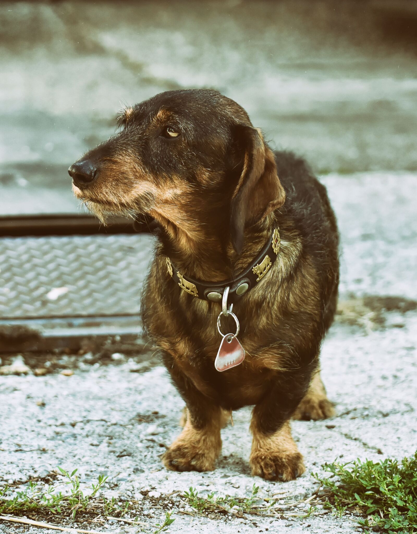 Nikon D7200 sample photo. Rauhaardackel, dog, animal photography