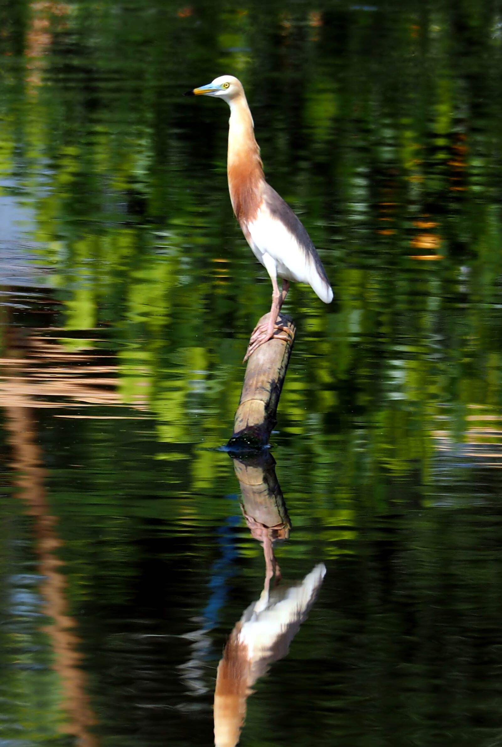 Olympus OM-D E-M1 sample photo. Javan pond heron, alert photography