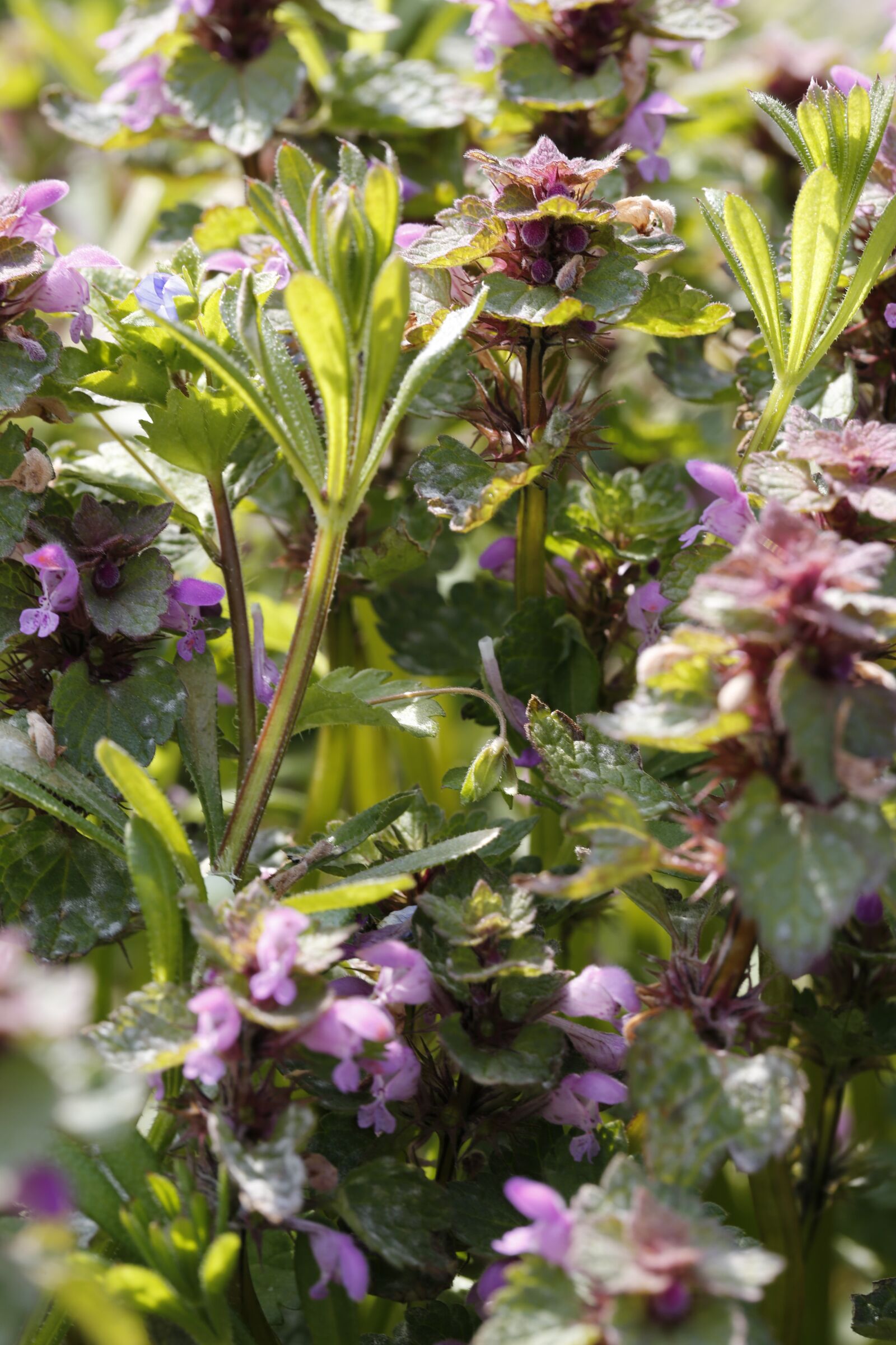 Canon EF 100mm F2.8L Macro IS USM sample photo. Plant, flowers, violet photography