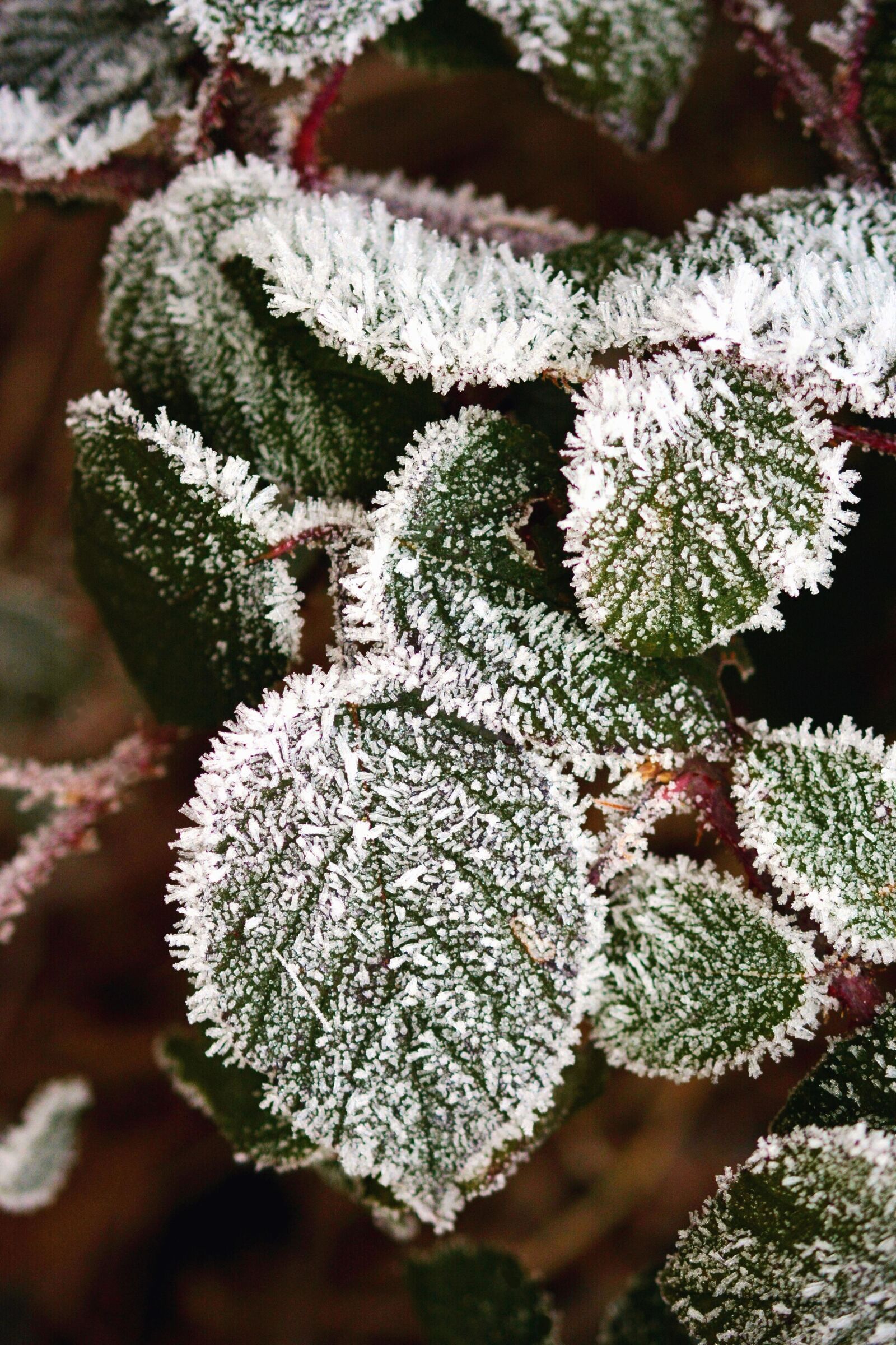 Nikon D5200 sample photo. Leaf, plant, frost, frozen photography