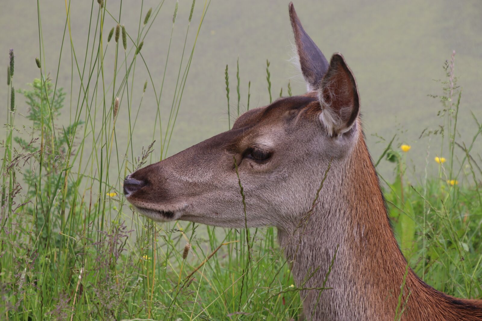 Canon EOS 80D sample photo. Roe deer, deer, wildlife photography