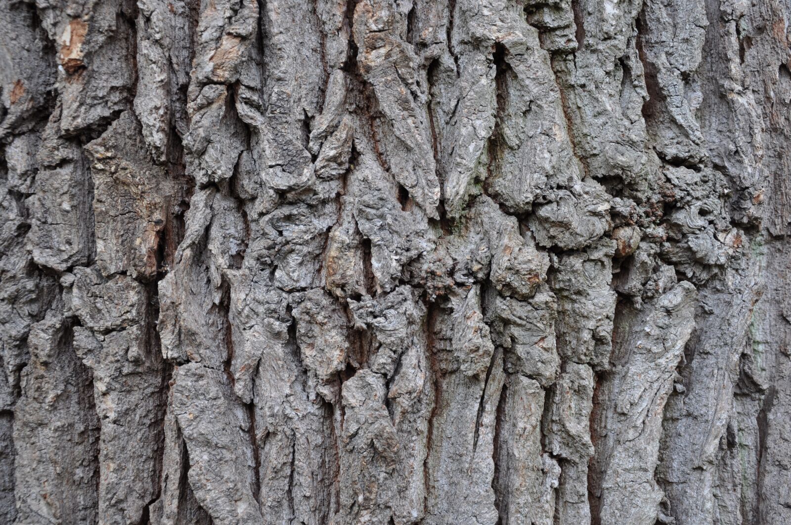 Nikon D90 sample photo. Oak, bark, tribe photography