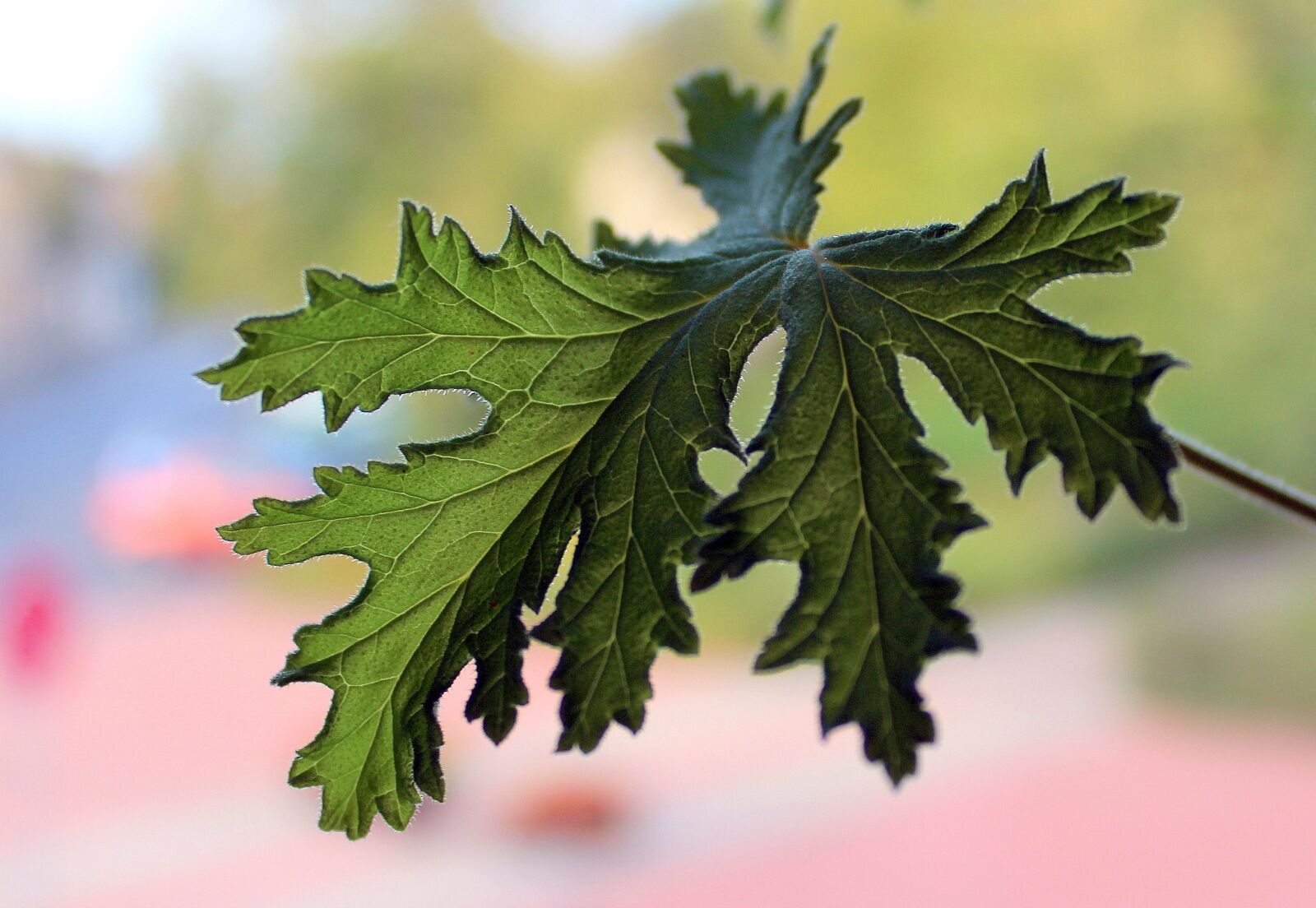 Canon EOS 1200D (EOS Rebel T5 / EOS Kiss X70 / EOS Hi) sample photo. Geranium, foliage, medicinal plants photography