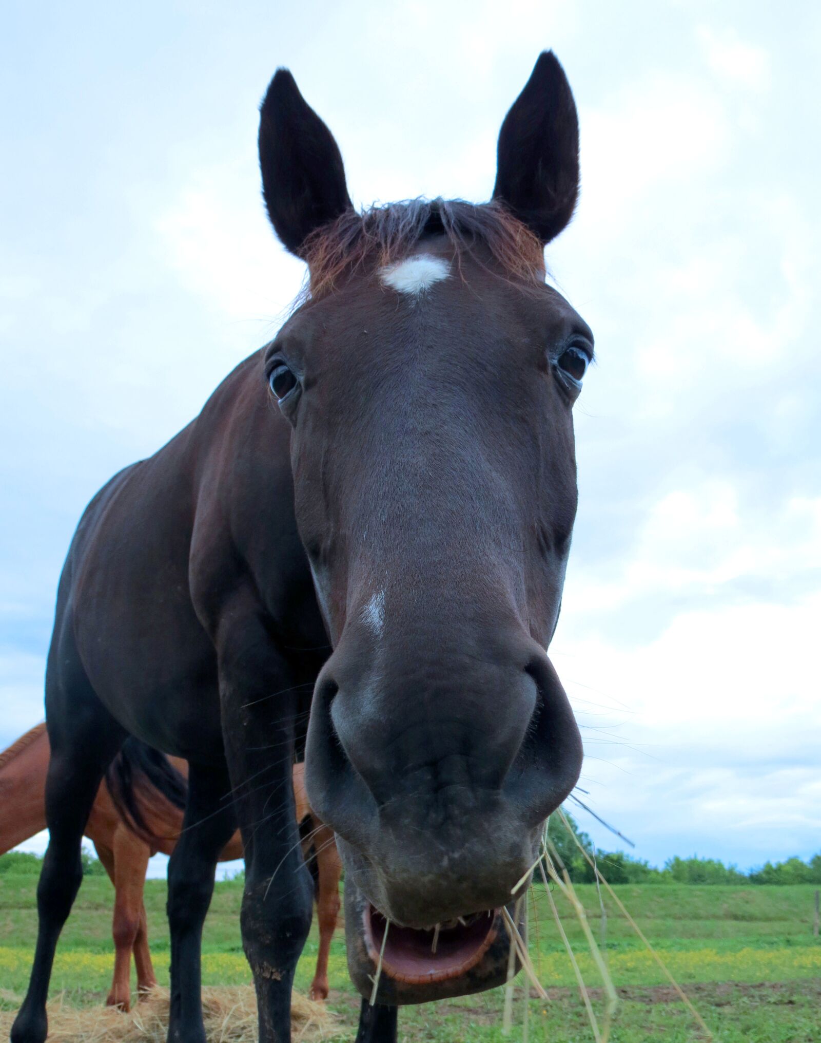 Canon PowerShot SX40 HS sample photo. Horse, black, grazing photography