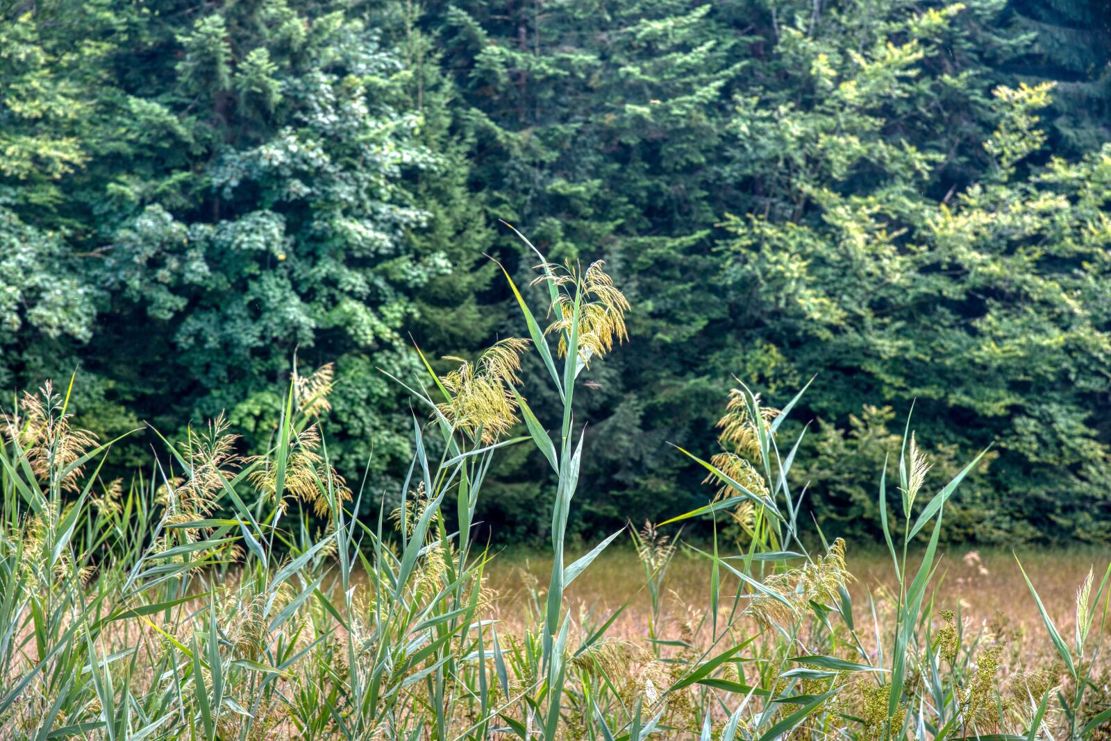 Nikon D750 sample photo. Moor, meadow, natural landscape photography