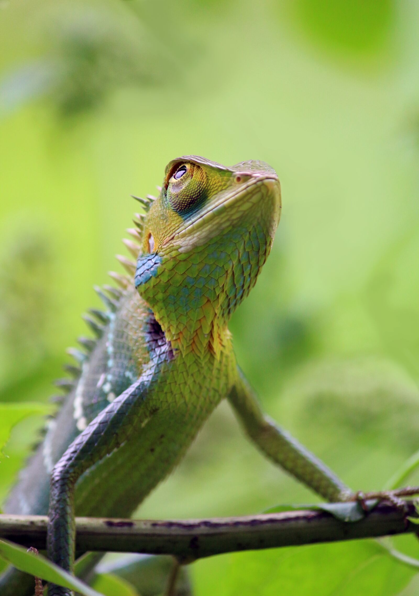 Canon EOS 700D (EOS Rebel T5i / EOS Kiss X7i) sample photo. Chameleon, animal, wild photography