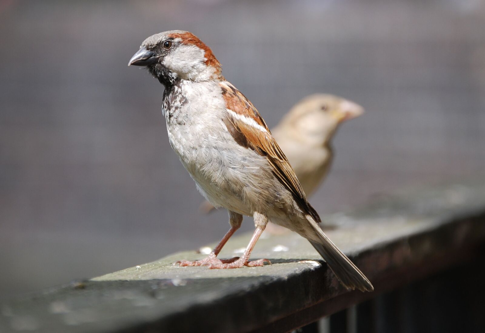Nikon D40X sample photo. Sparrow, sperling, bird photography