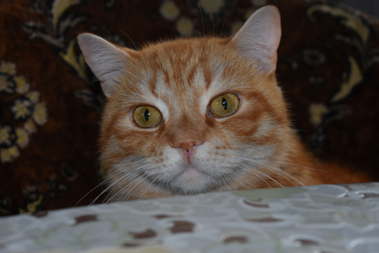 Nikon D3400 sample photo. Cat, redhead, full face photography
