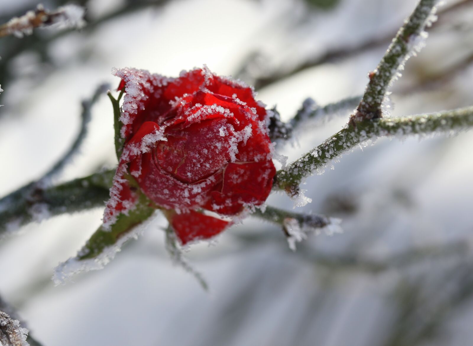 Canon EF-S 60mm F2.8 Macro USM sample photo. Rose, frozen, red photography