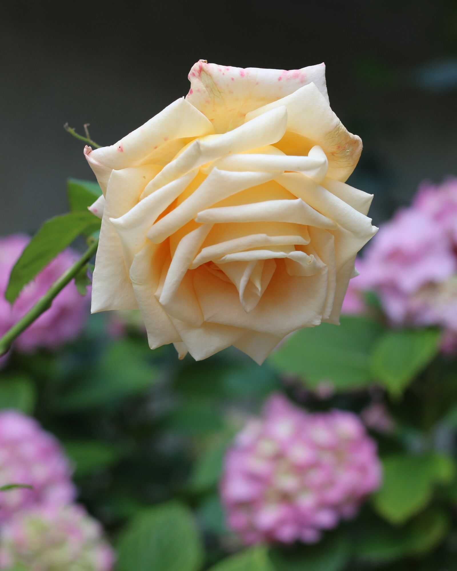 Canon EOS 700D (EOS Rebel T5i / EOS Kiss X7i) sample photo. Cream rose, roses, nature photography