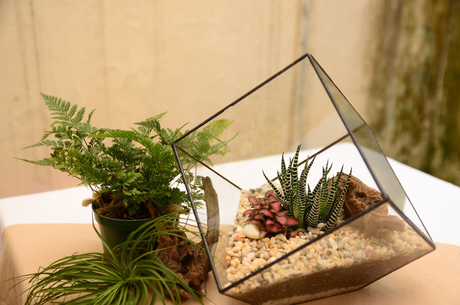 Nikon D5100 sample photo. Terrarium, tree, geometric photography