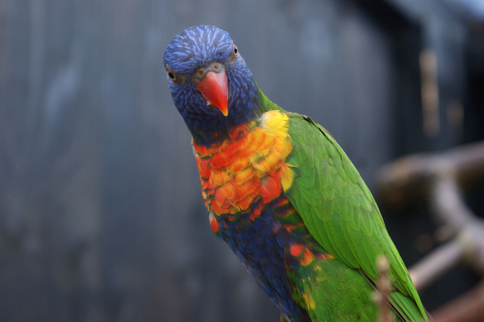 Sony Alpha DSLR-A350 sample photo. Parrot, colors, natural photography