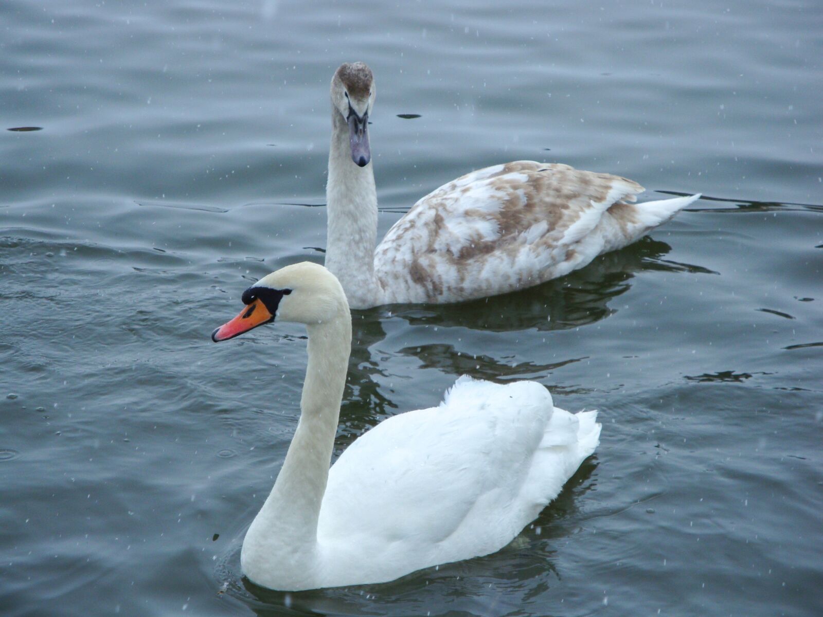 Sony Cyber-shot DSC-W170 sample photo. Swans, pond, lake photography