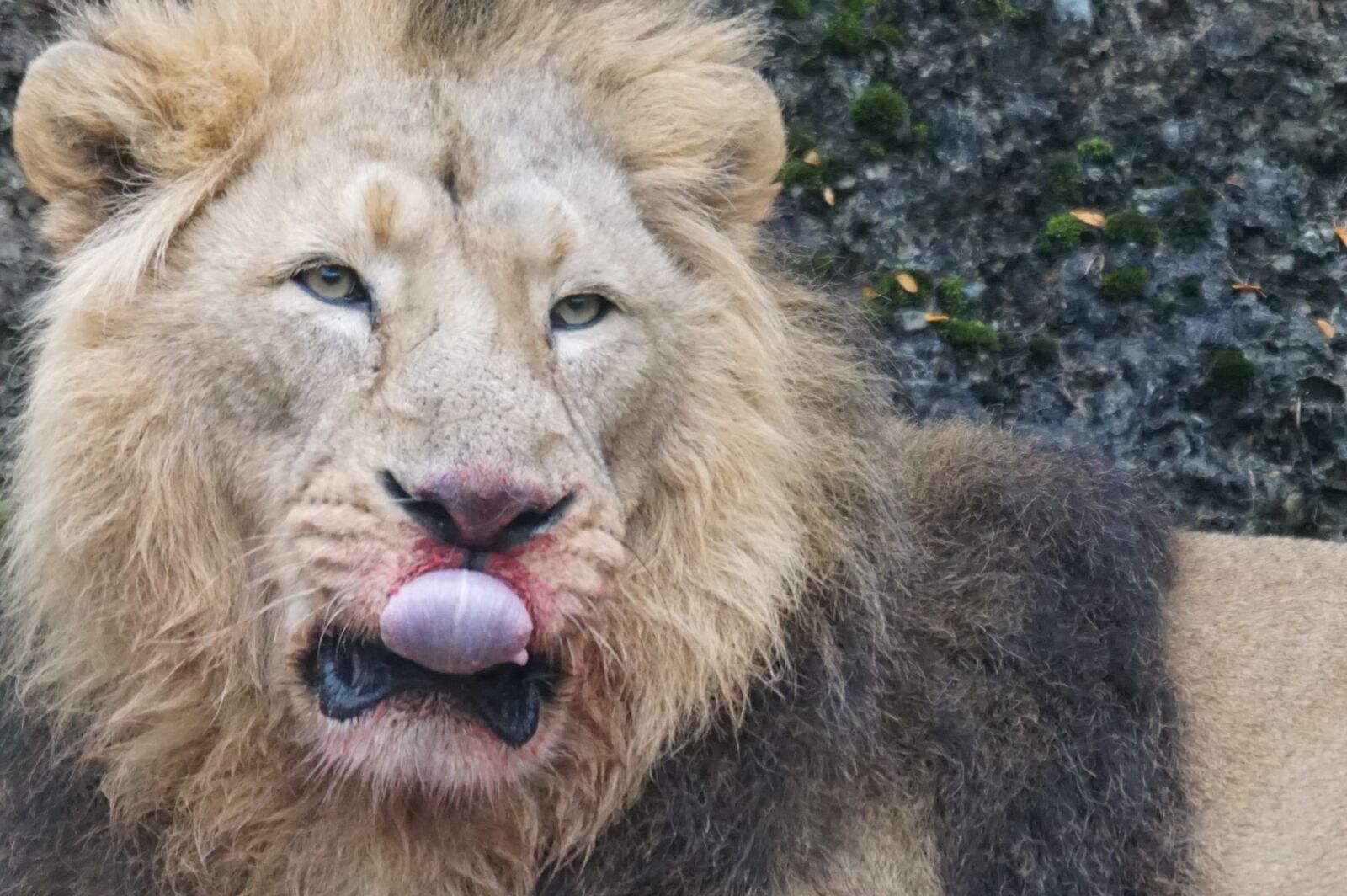 Sony ILCA-77M2 + Sony 70-400mm F4-5.6 G SSM sample photo. Indian lion, male, predator photography