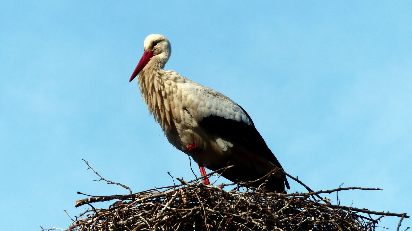 Panasonic Lumix DMC-FZ200 sample photo. Bird, nature, fauna photography
