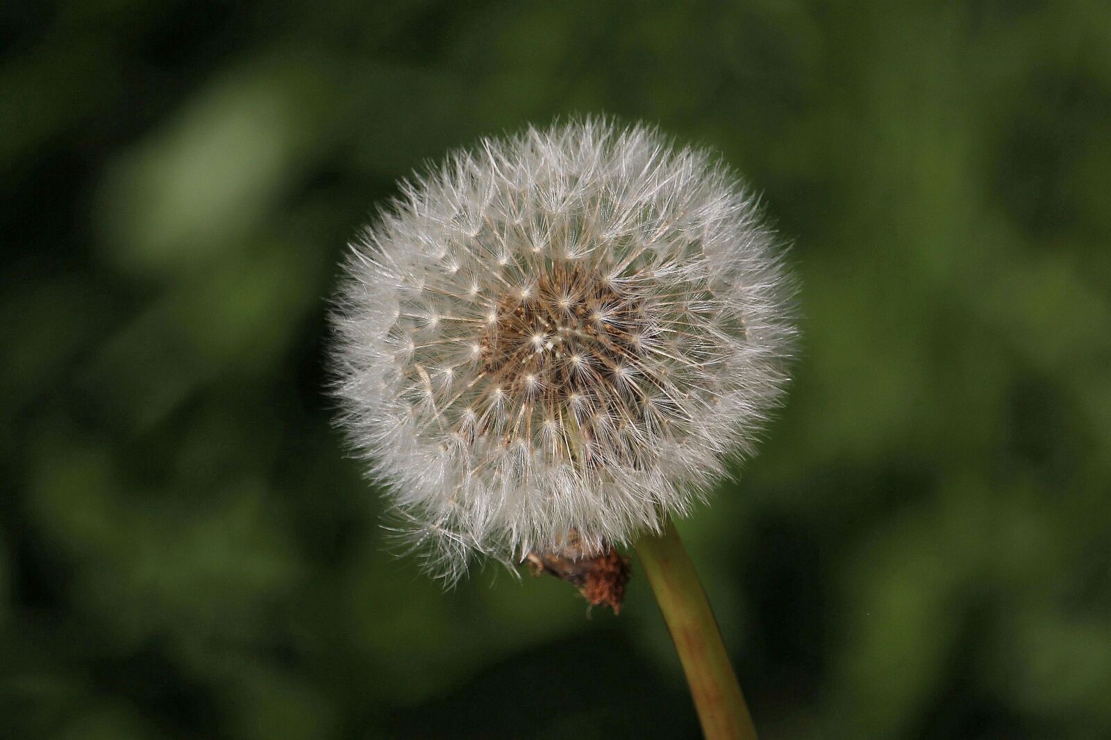 Canon EF-S 55-250mm F4-5.6 IS STM sample photo. Dandelion, nature, plant photography