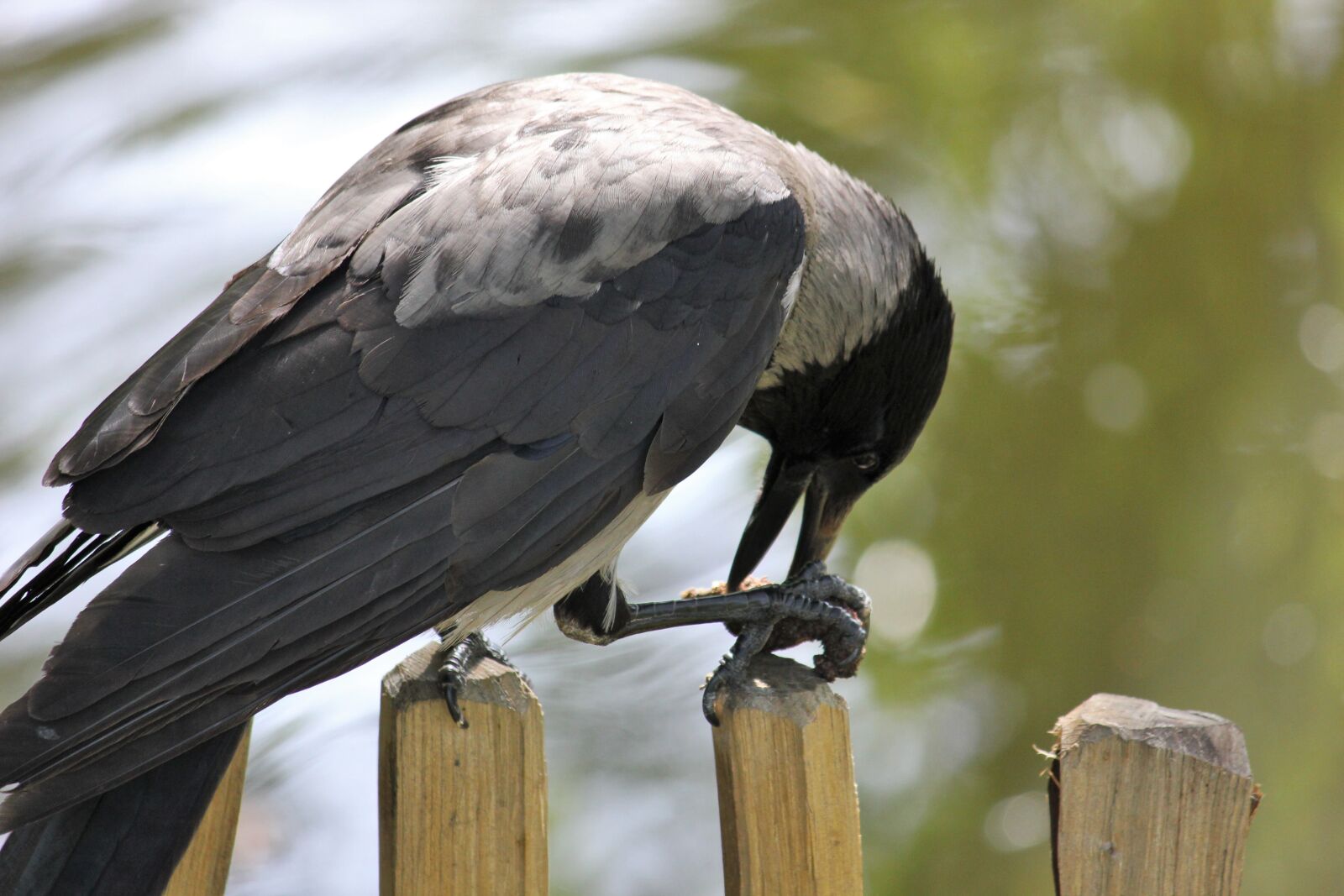 Canon EOS 550D (EOS Rebel T2i / EOS Kiss X4) sample photo. Crow, fence, raven bird photography