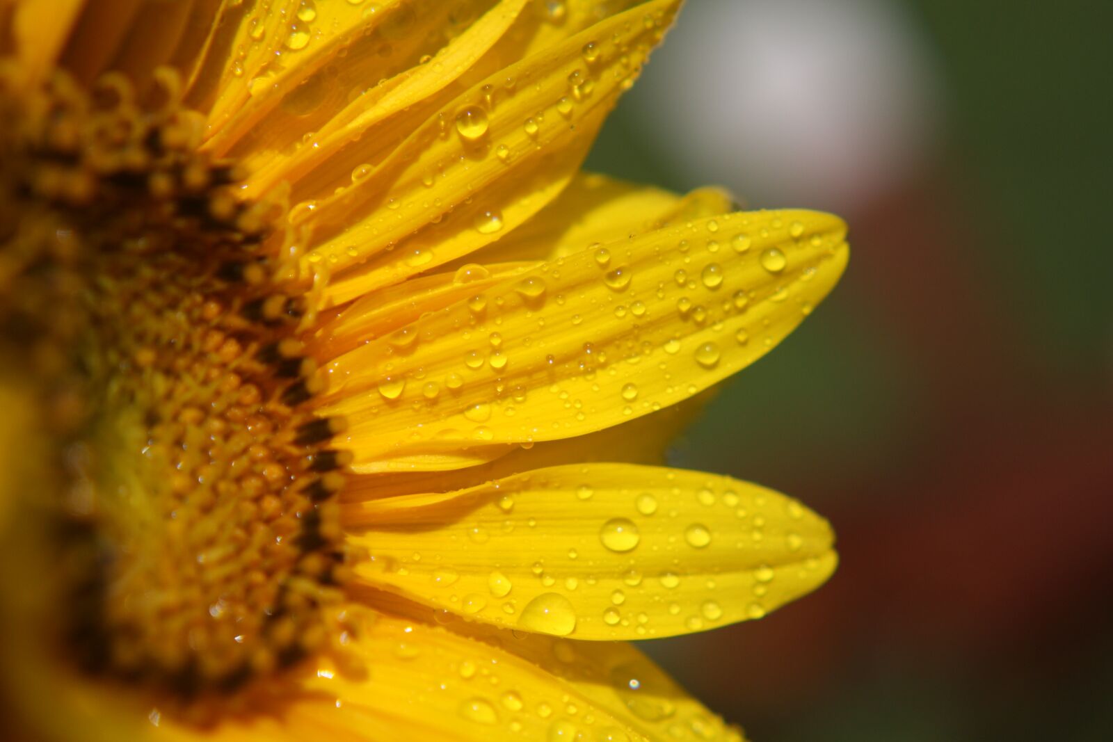 Canon EOS 450D (EOS Rebel XSi / EOS Kiss X2) sample photo. Yellow, sunflower, flower photography