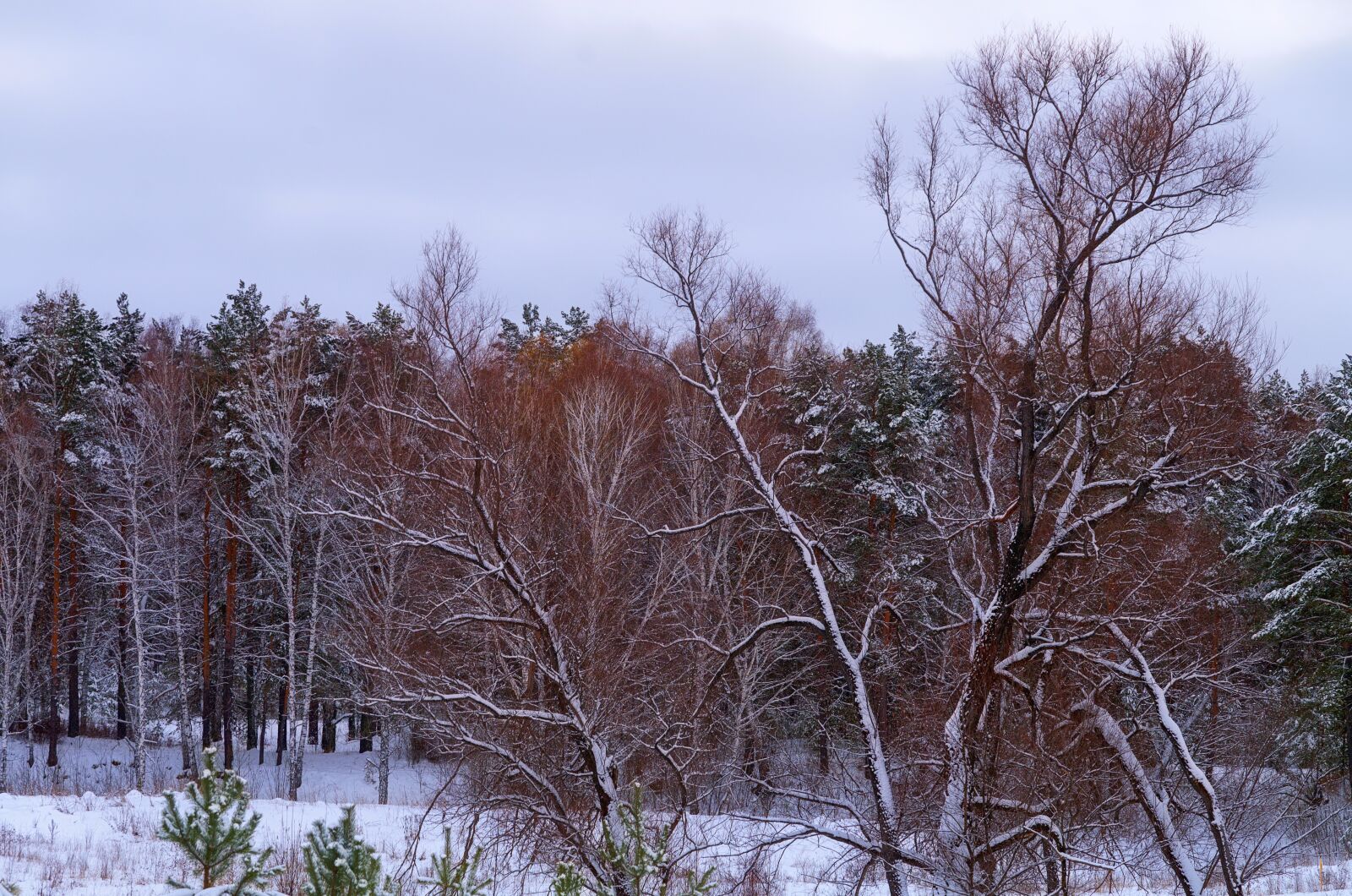 Pentax K-500 sample photo. Forest, snow, winter photography