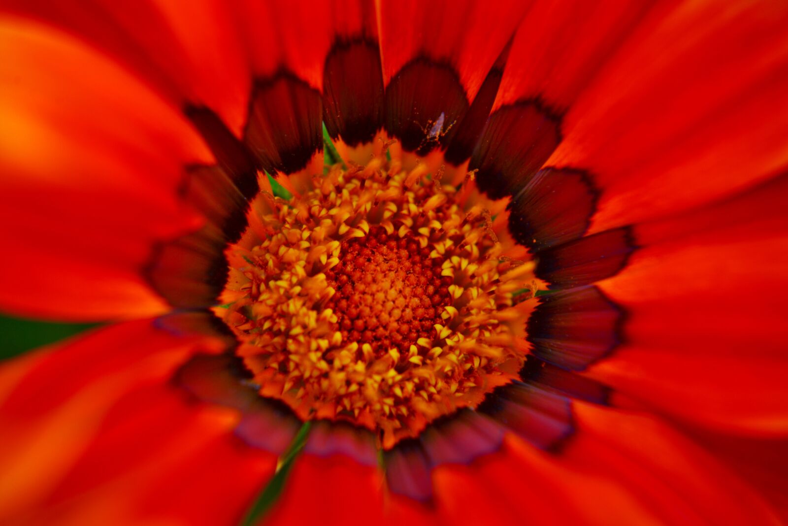 Nikon D600 sample photo. Gazania, petals, heart photography