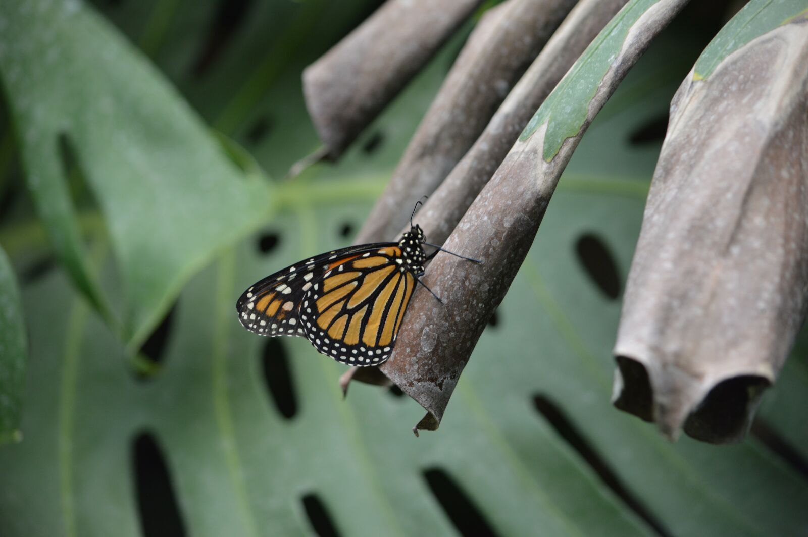 Nikon D3200 sample photo. Butterfly, nature, insects photography